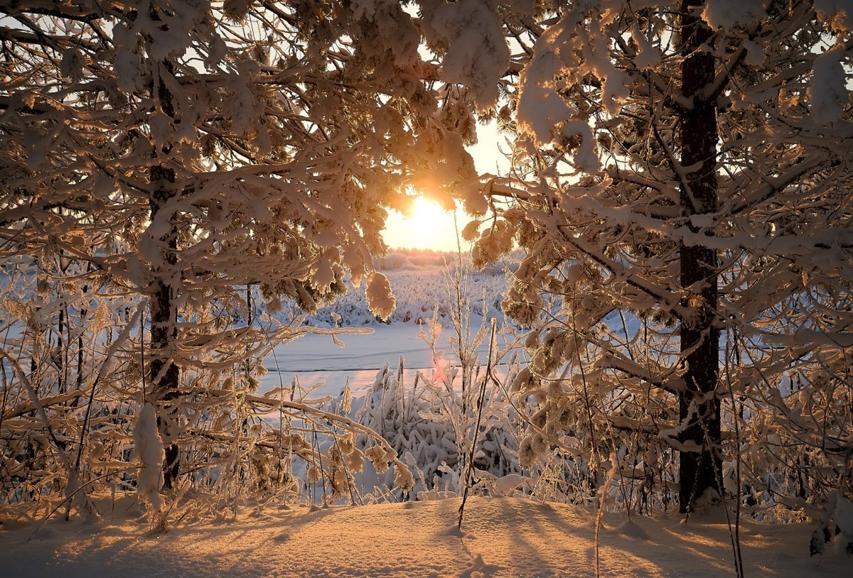 Солнечный день январь. Зима солнце. Зимний лес. Солнечный зимний день. Красивый зимний день.
