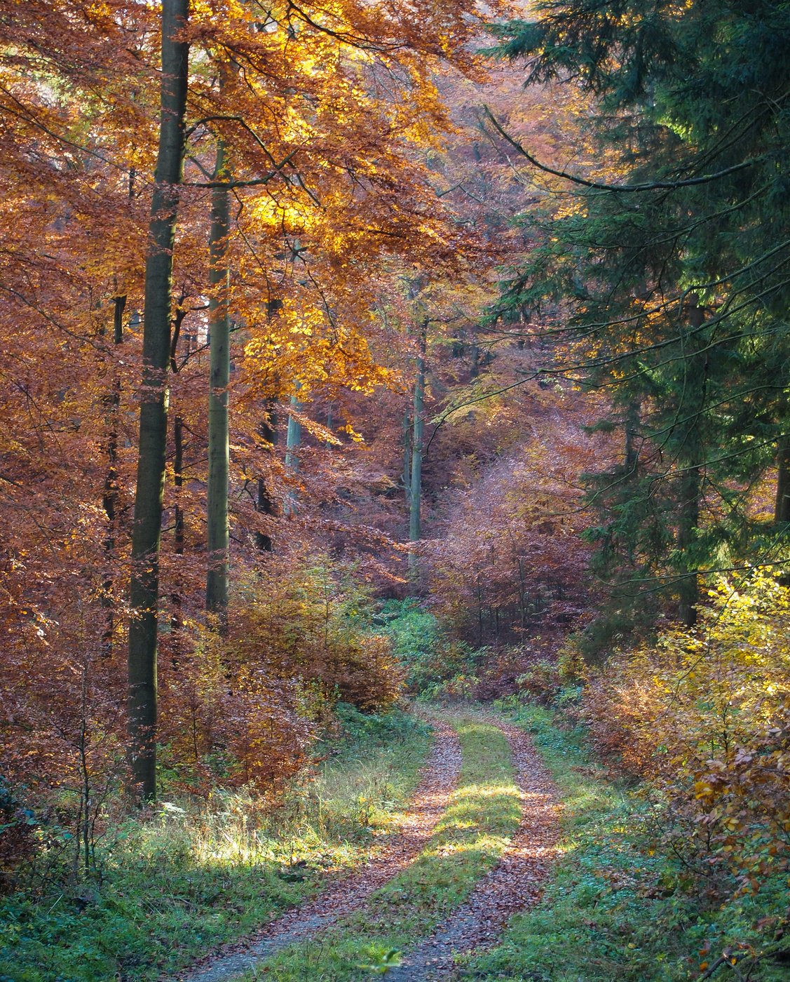 Изм лес. Лес в ноябре. Ноябрьский лес. Ноябрь природа. Осенний лес в ноябре.