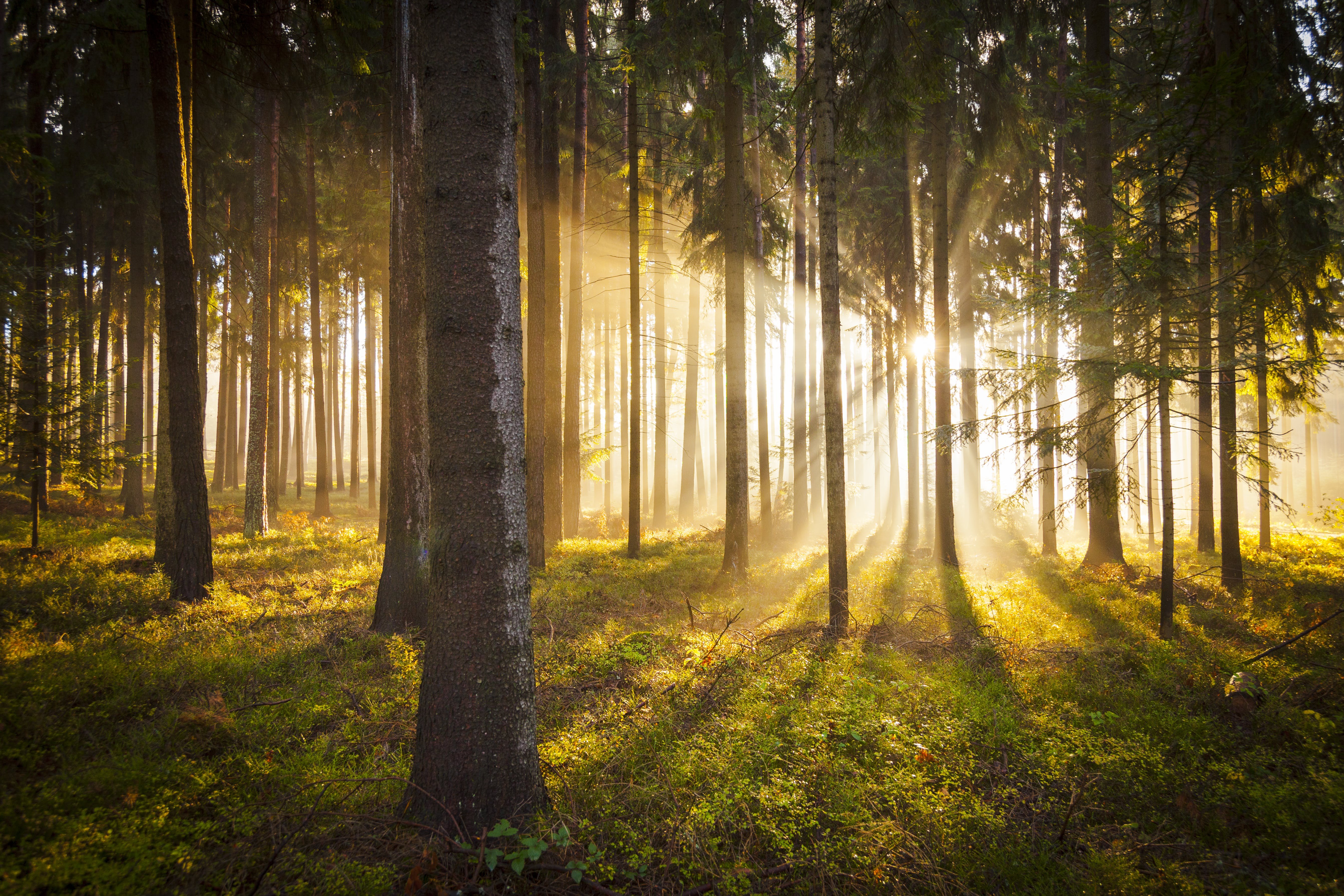 Солнце поднимается лес озаряется ярко красным светом. Красивый лес. Сосны солнце. Рассвет в лесу. Сосновый лес солнце.