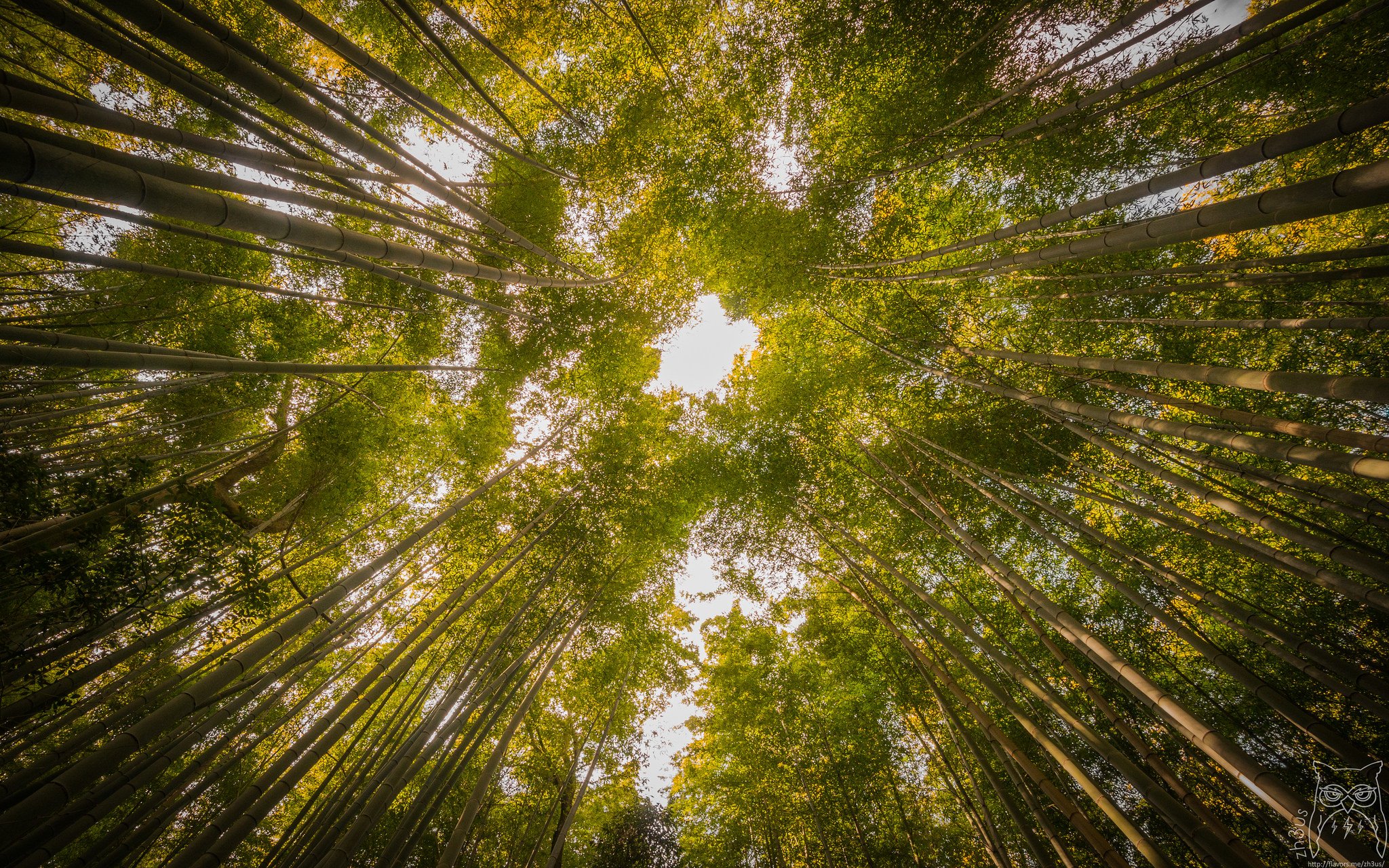 Утро снизу. Бамбуковый лес Сагано. Дендрарий Сочи бамбуковая роща. Кроны деревьев снизу вверх. Деревья вид снизу вверх.