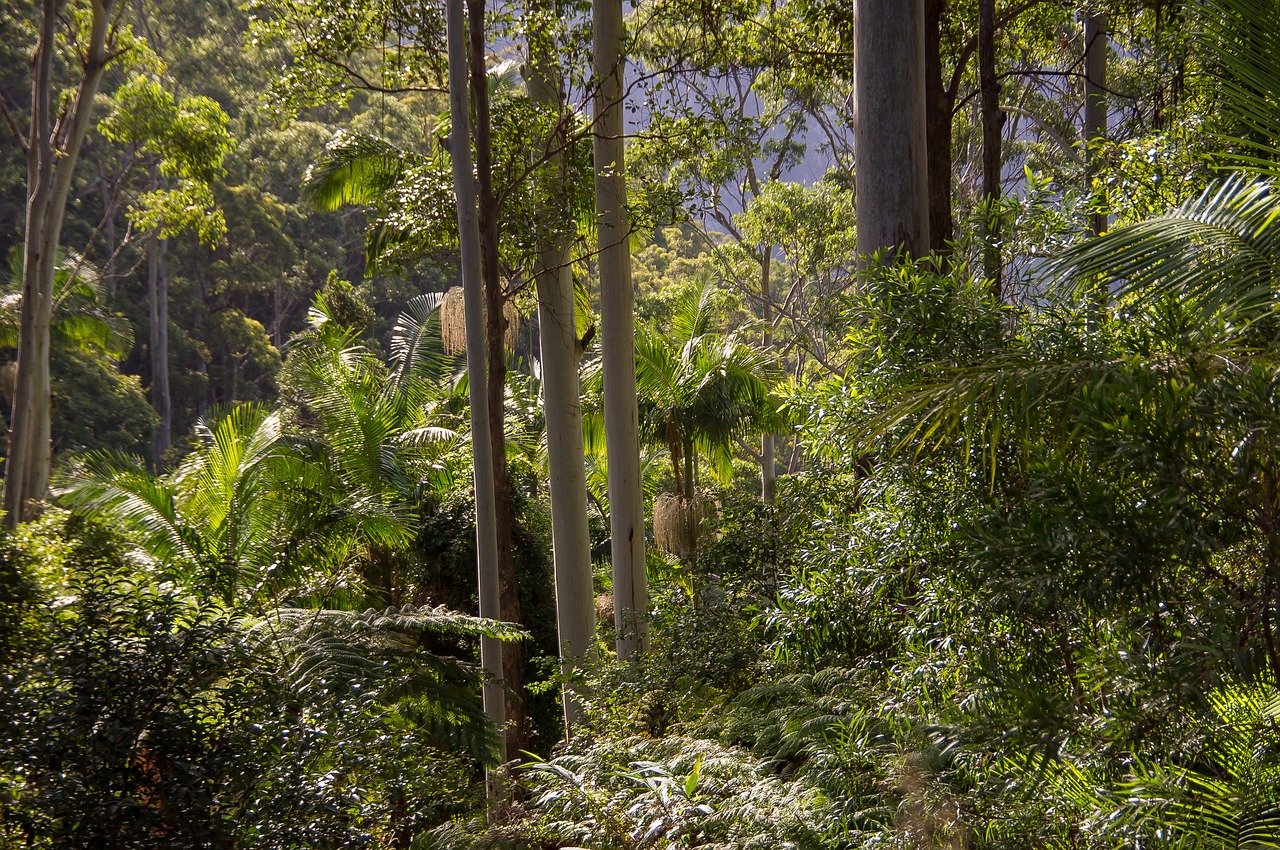Зона влажных лесов австралии. Эвкалиптовые леса Австралии. Дождливые тропические леса Австралии. Влажные тропики Квинсленда. Субтропический лес Австралии.