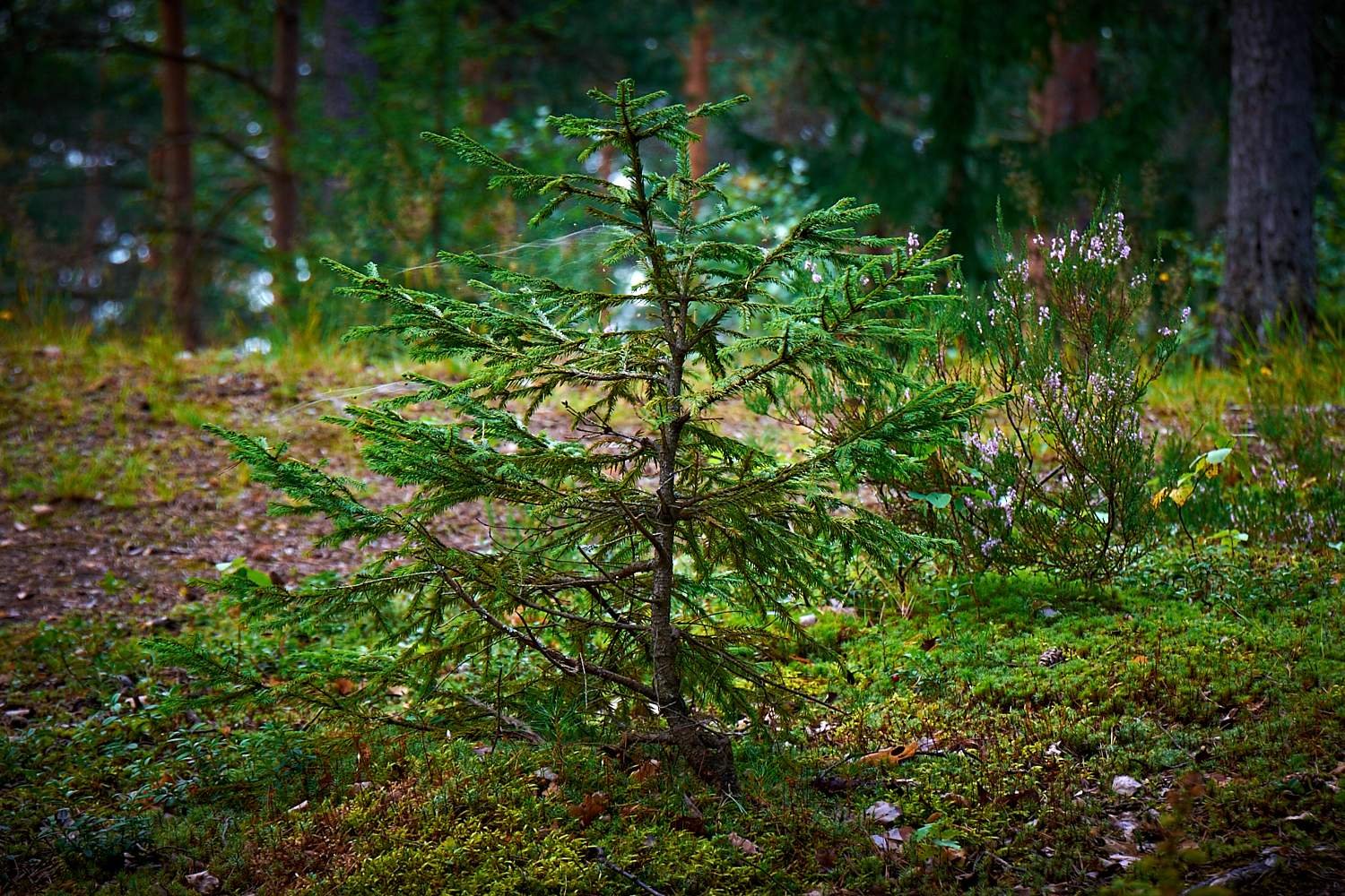 Ель выросшая в лесу. Ель финская Picea Fennica лес. Пихта подлесок. Ель Глена елка. Еловый Эдулис.