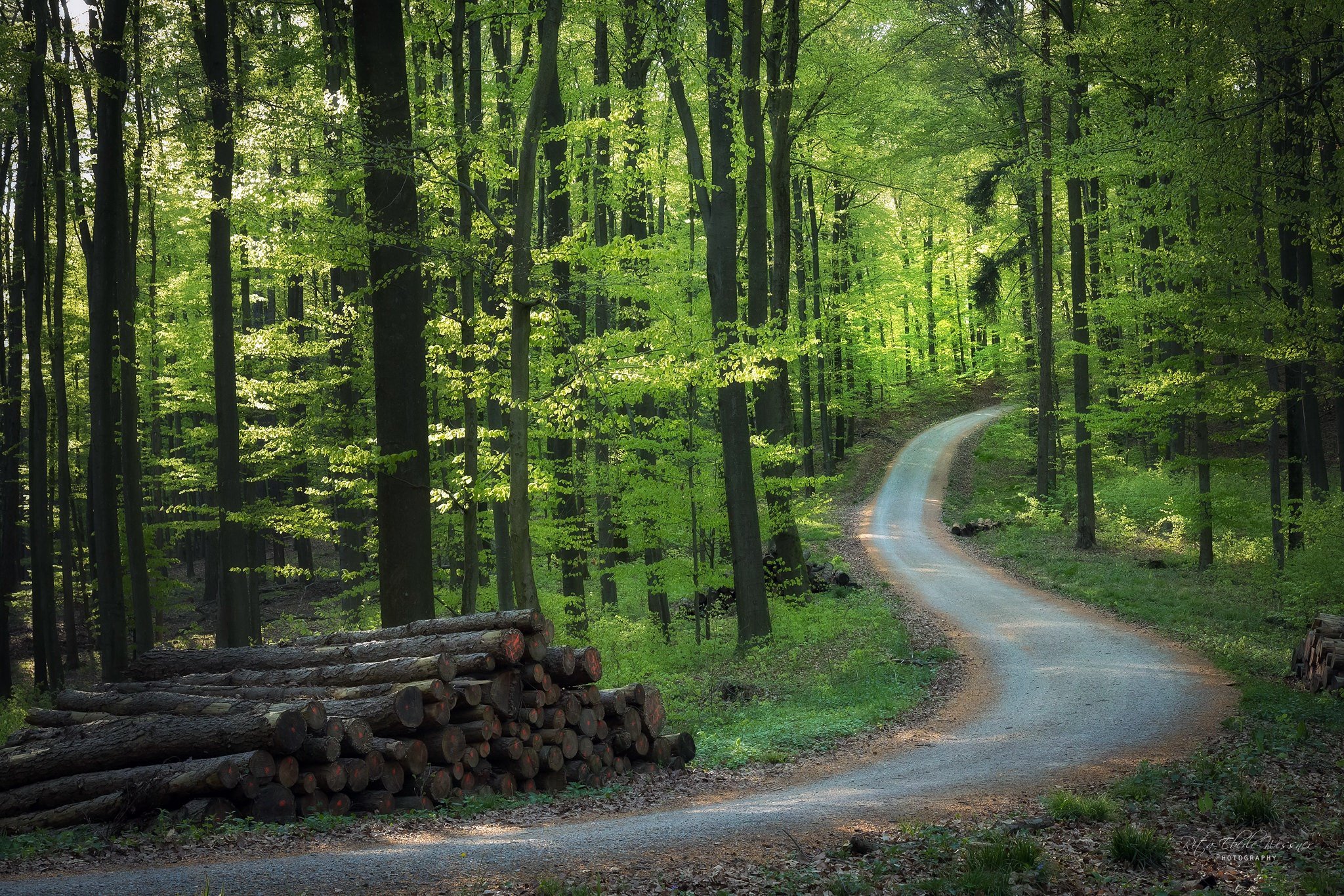 Дорога ведет в лес. Шварцвальд дорога. Дорога в лесу. Красивый лес.