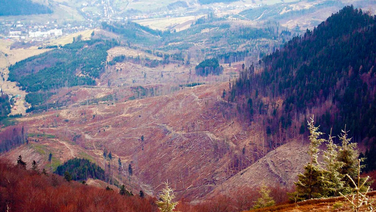 Вырубка лесов в Украине Карпаты