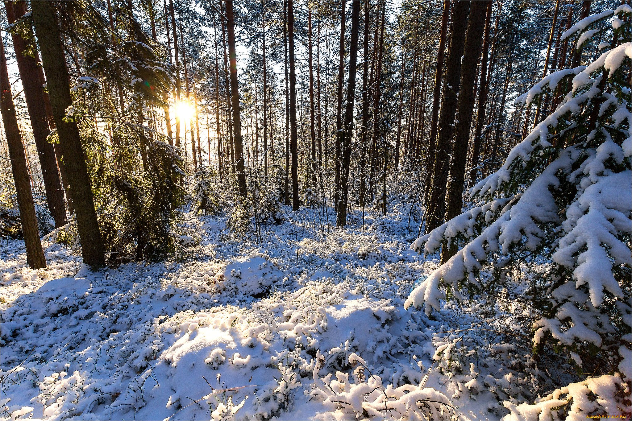 Снежок лесной. Зимний лес. Лес в снегу. Зимне весенний лес.