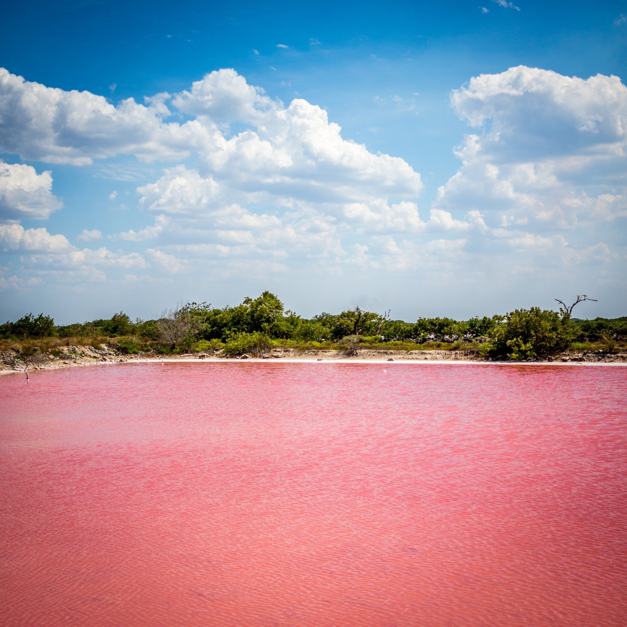 Есть розовое озеро. Озеро Ретба Сенегал. Розовое озеро Хиллер Австралия. Озеро Хиллер (остров Миддл). Розовое озеро Ретба.