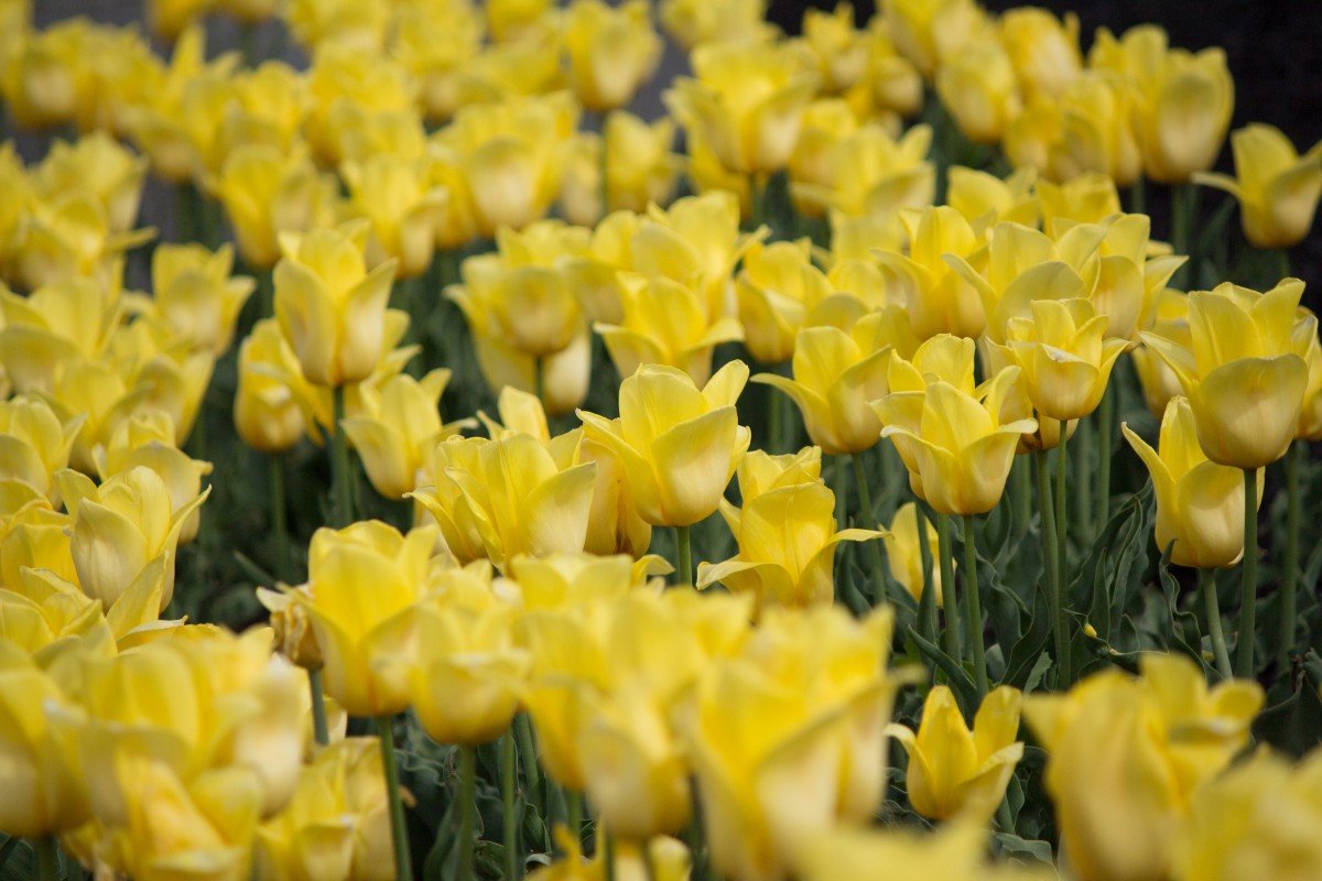 Желтые тюльпаны в цветнике