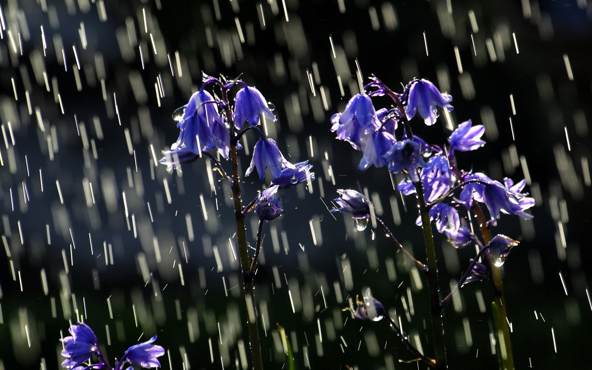 Весенние капли дождя. Цветы под дождем. Весенние цветы. Цветок "колокольчик".