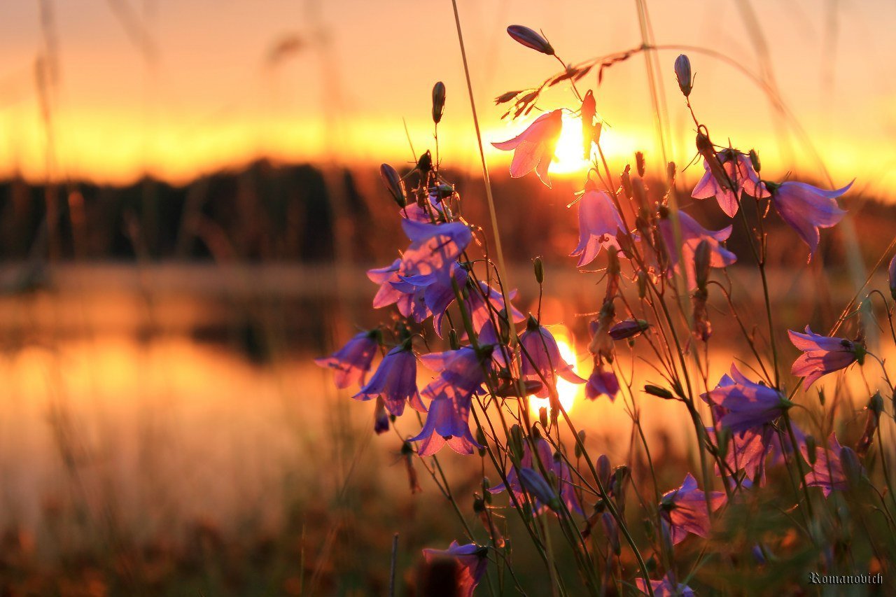 Flower sunset