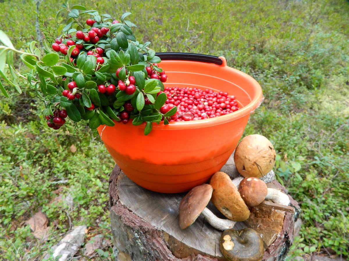 Алтайский край грибы ягоды