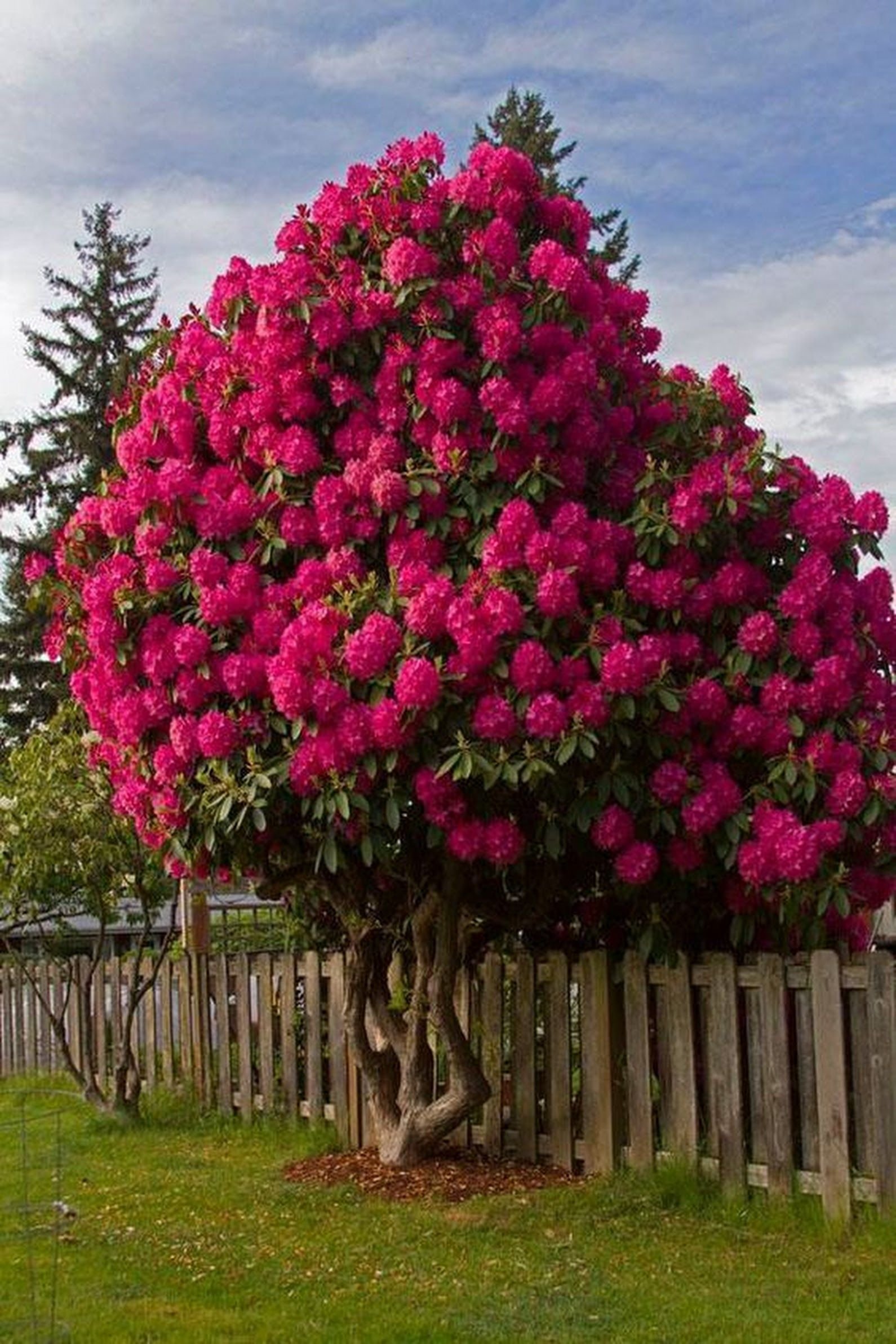 Высокое дерево с цветами