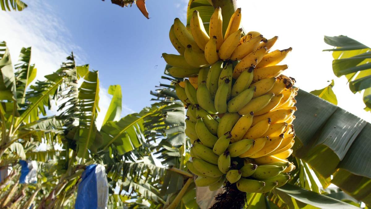 Банановые плантации в Колумбии
