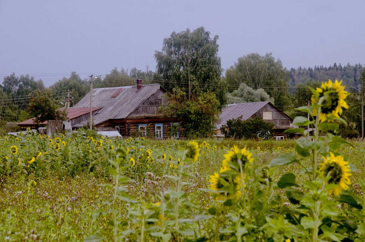В деревне летом 18. Лето в деревне. Подсолнухи в деревне. Деревни средней полосы России. Вид на деревню.
