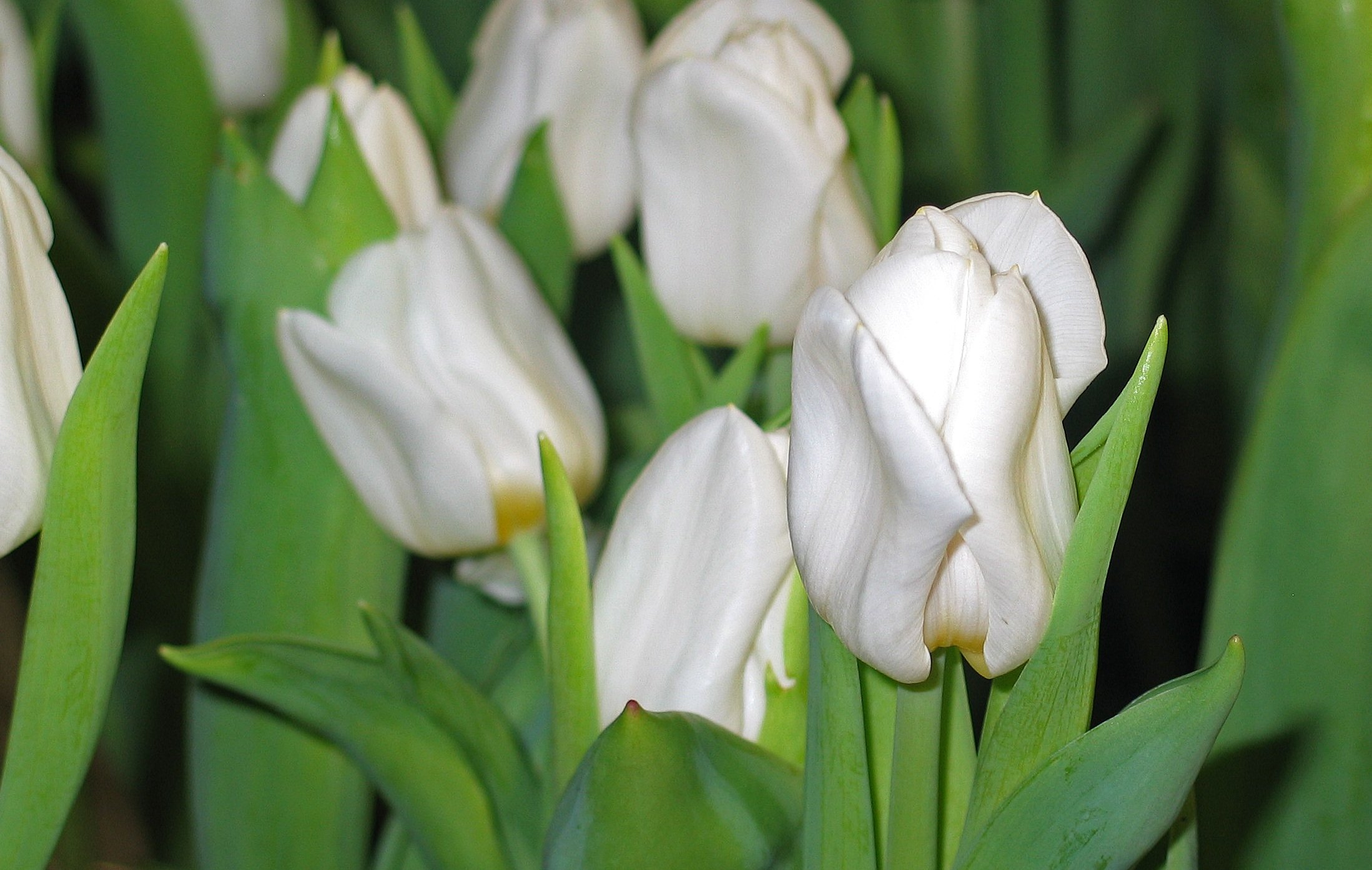 Тюльпаны white. Тюльпан Уайт Прауд. Kansas proud тюльпан. Тюльпан White Spring Green. Тюльпан Арктика.