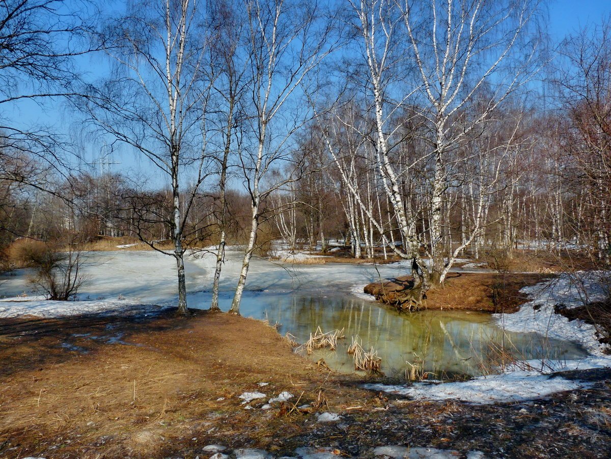 Весна просыпается картинки