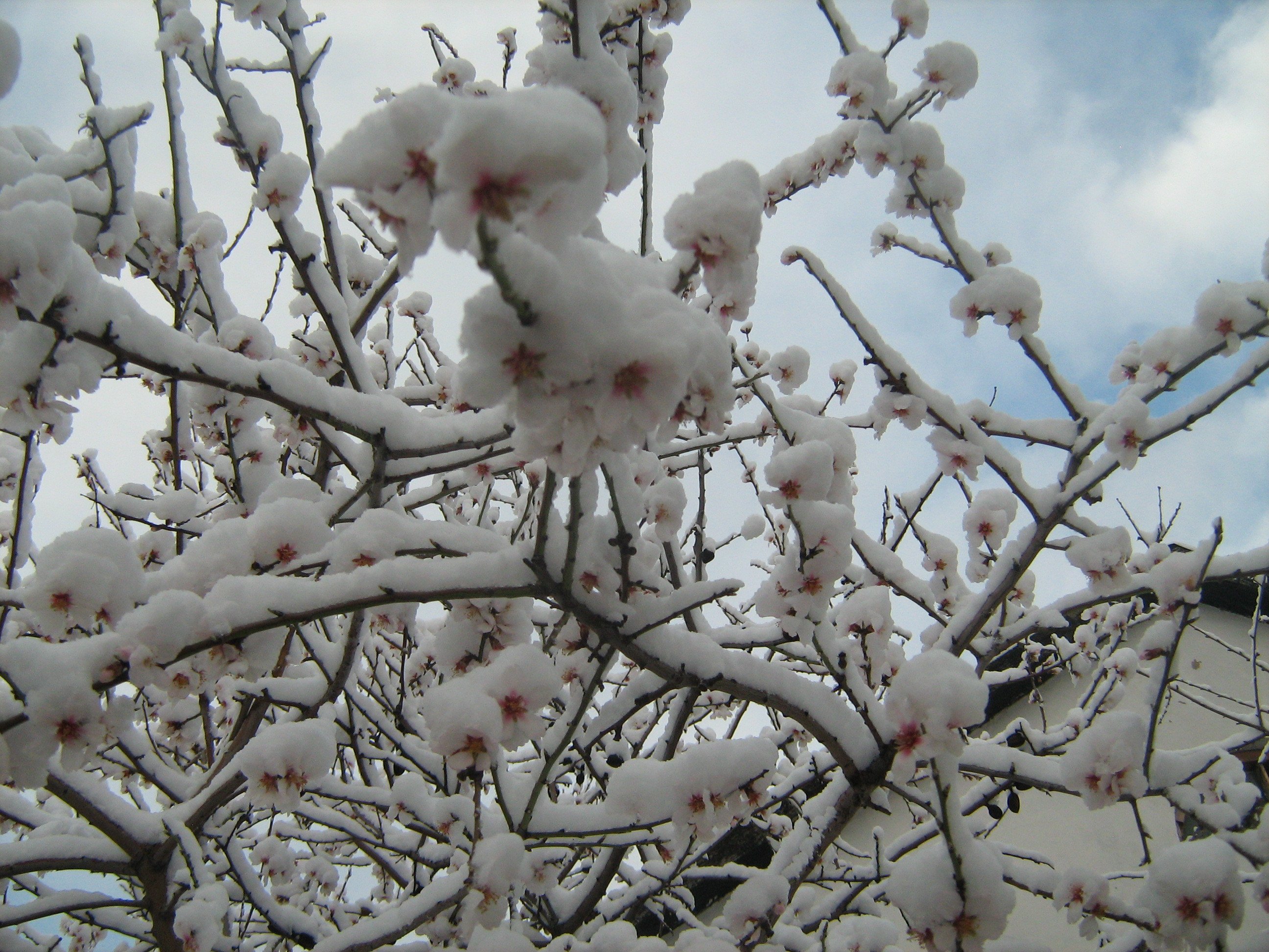 Миндаль зимой. Миндаль куст зимой. Миндальное дерево зимой. Цветущий миндаль в снегу. Цветение миндаля зимой.