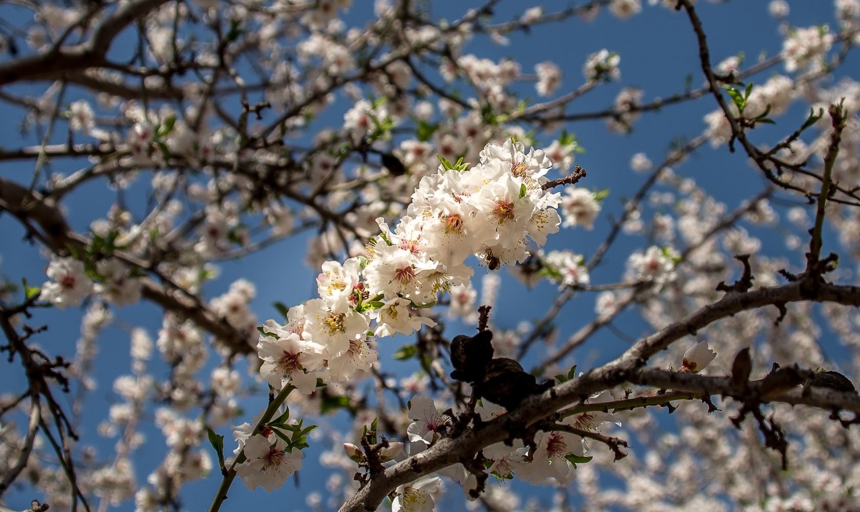 Миндаль зимой. Цветение миндаля в Крыму. Кипр цветет миндаль. Вишня и миндаль. Миндаль дерево Узбекистан.