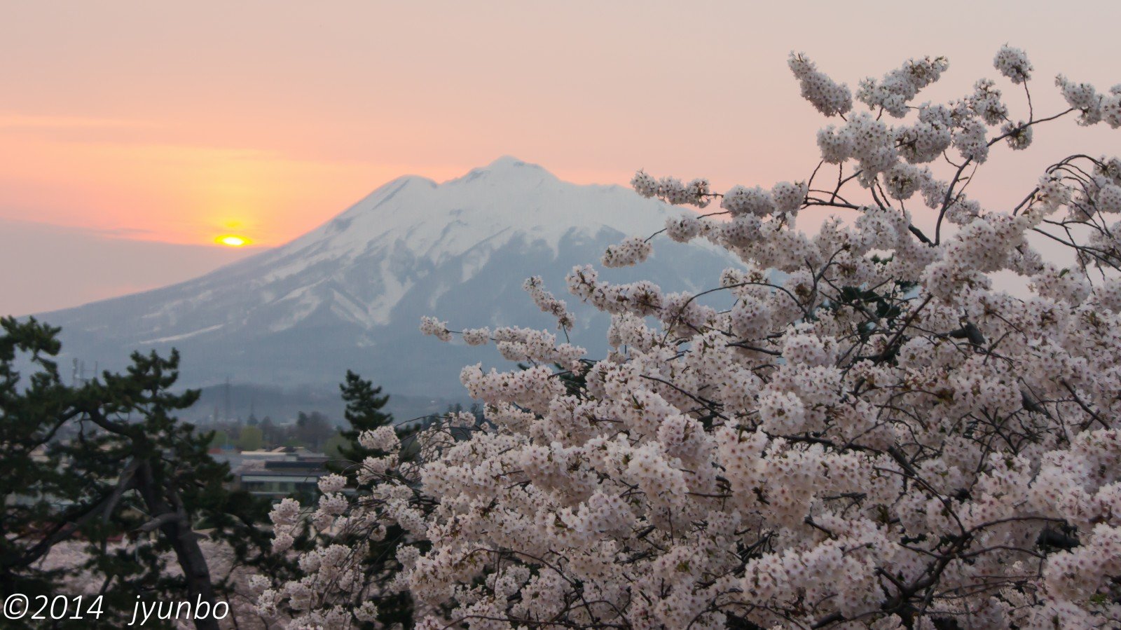 Миндаль зимой. Цветение миндаля в Крыму. Горная вишня Японии. Миндаль цветение в Гималаях. Цветущие деревья в горах.