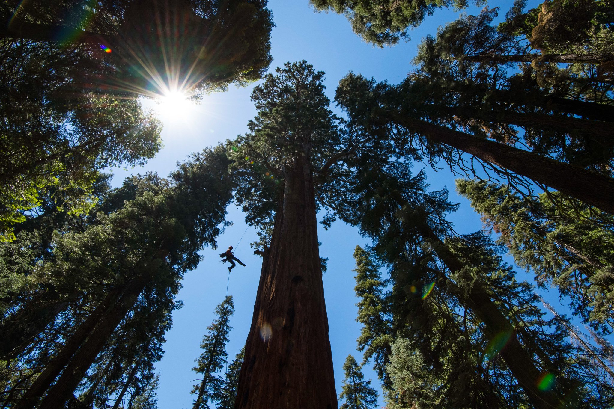 Самое высокое дерево на земле природная зона. Калифорнийская Секвойя Гиперион. Секвойя дерево Гиперион. Секвойя вечнозелёная Гиперион. Вечнозеленая Секвойя по имени Гиперион.