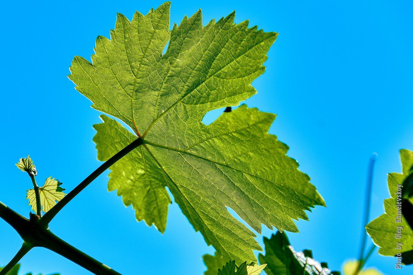 Виноградные листья Мартин
