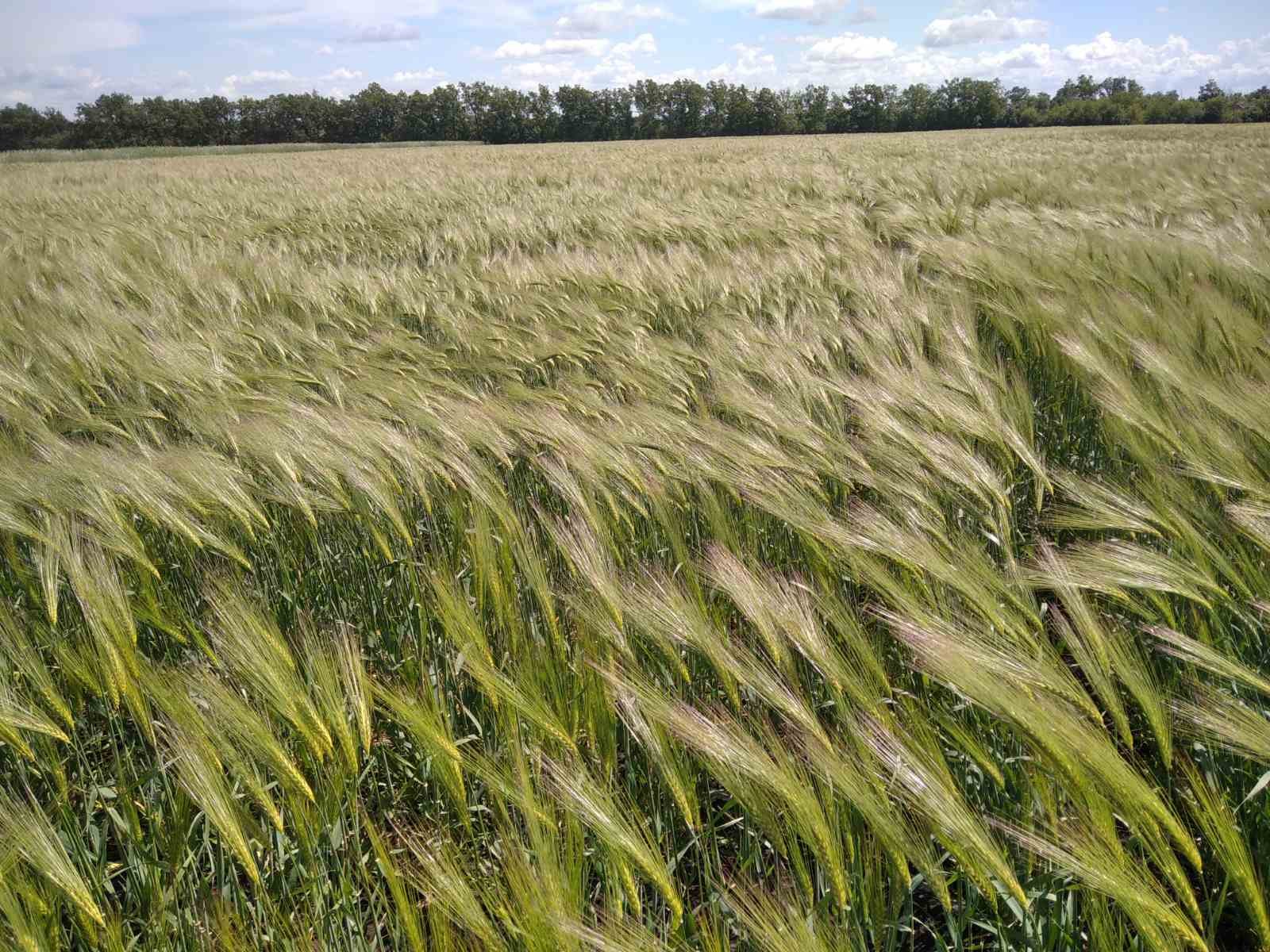 Озимая пшеница вид. Поле озимой пшеницы. Озимь ржи. Засеян озимой пшеницей. Озимая пшеница на полях Адыгеи.