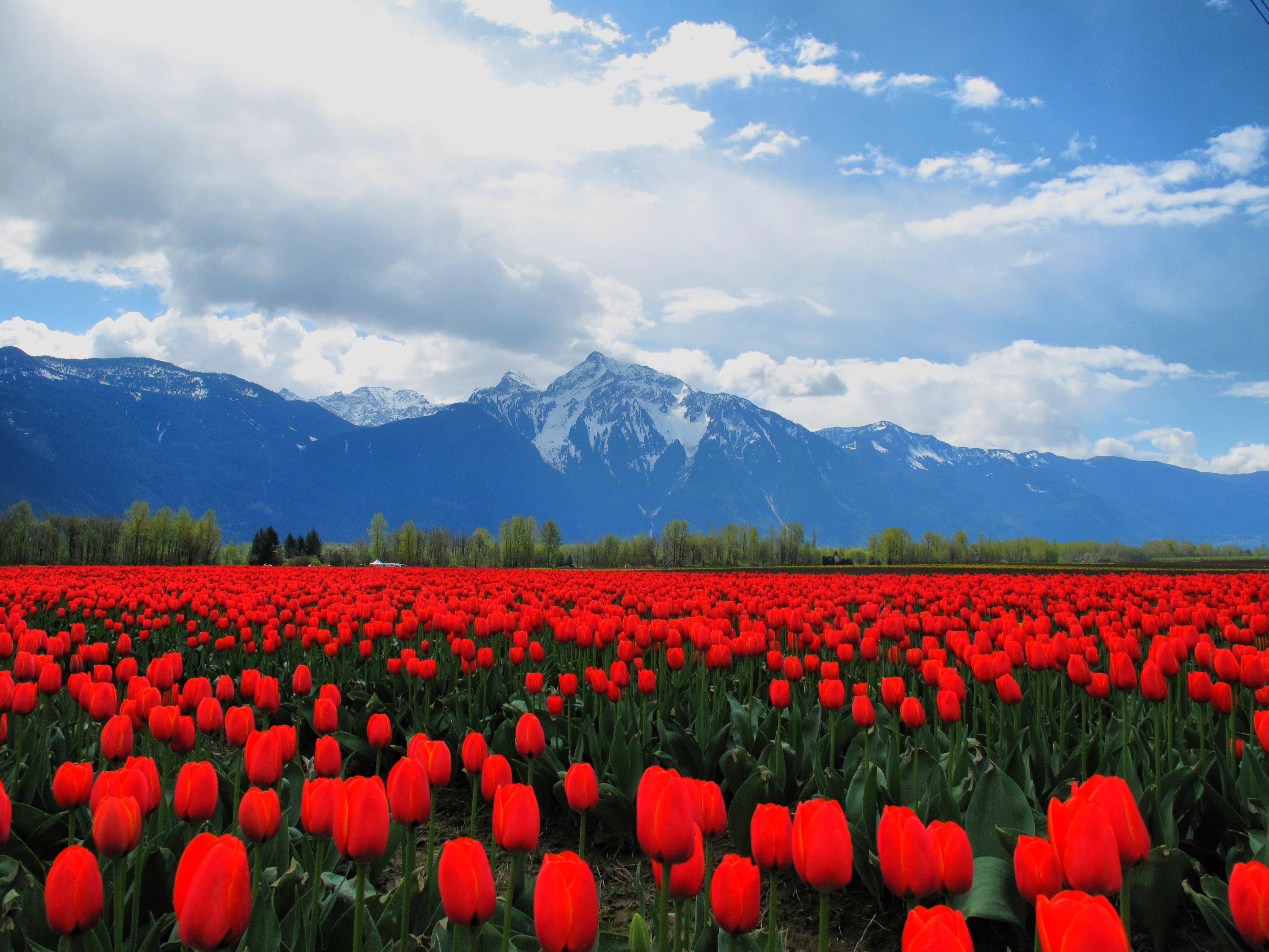 Bahor gullari. Долина тюльпанов Киргизия. Тянь-Шань тюльпаны. Тюльпановое поле в Кыргызстан. Тюльпаны Тянь Шаня.