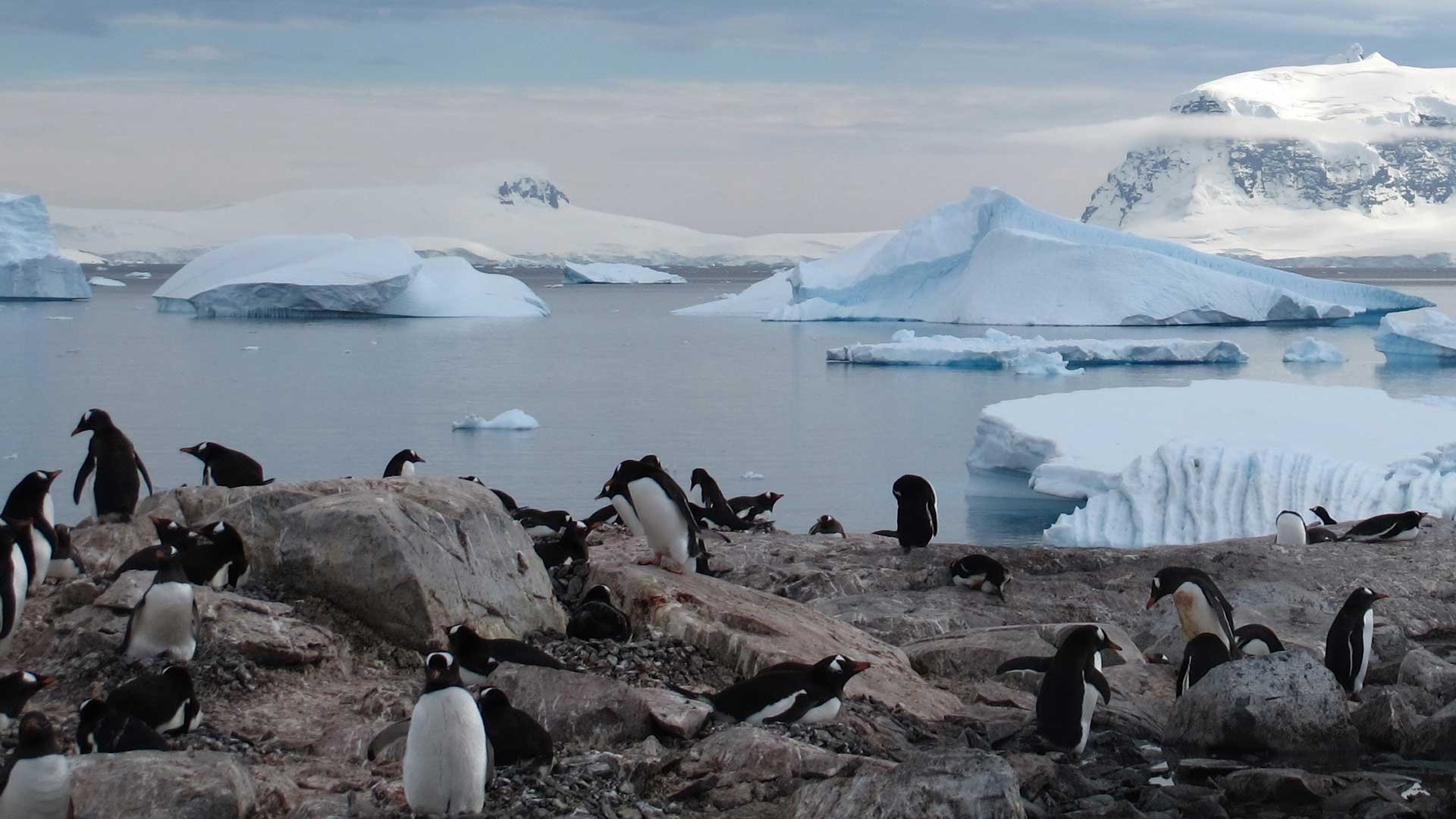 Таяние ледников в Антарктиде и пингвины