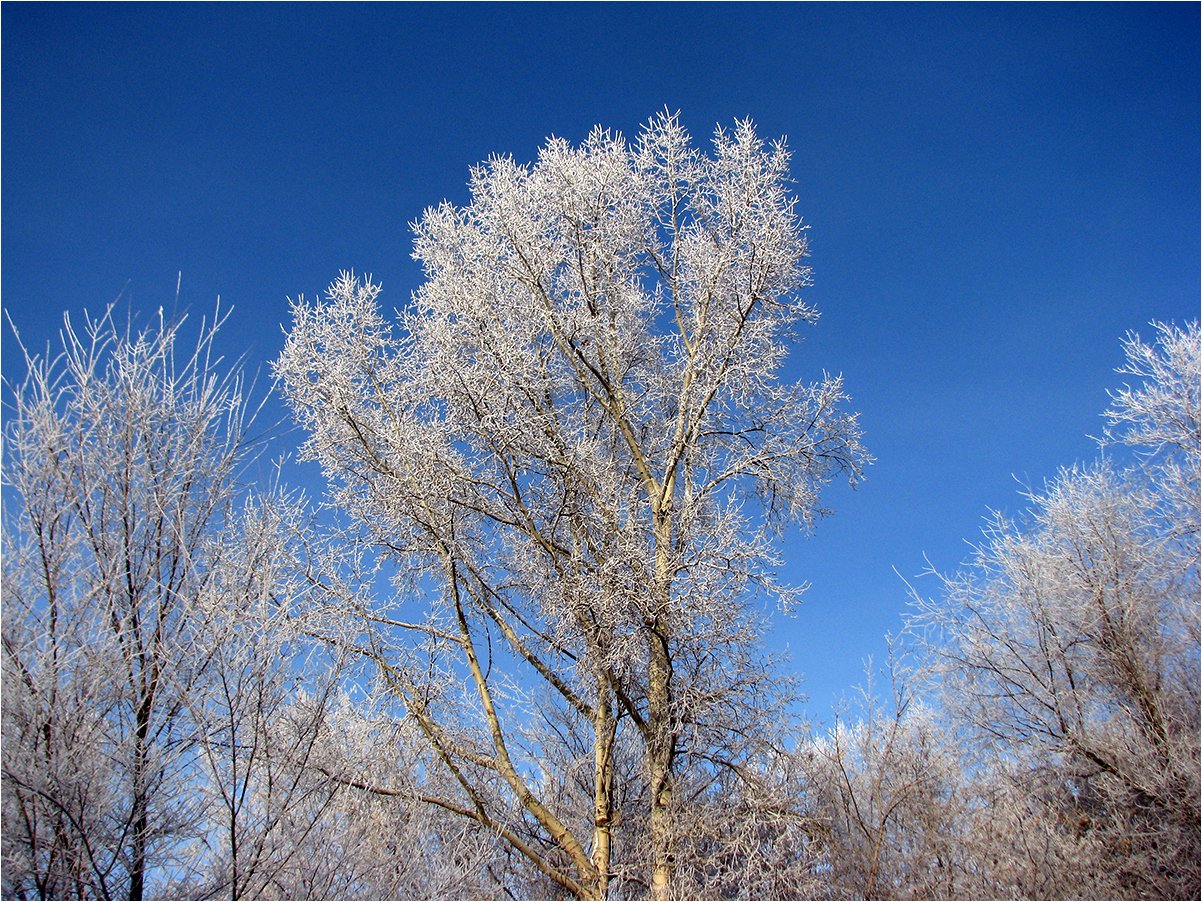 Тополь Дерево Зимой
