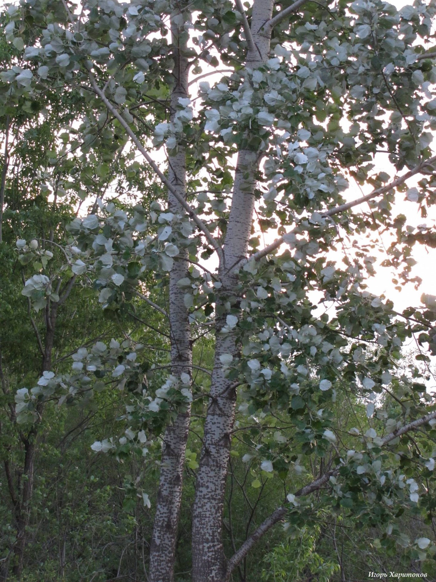Манга маленький белый тополь. Тополь Populus Alba. Populus Alba Тополь белый. Populus Alba Тополь белый серебристый. Тополь белый серебристый.