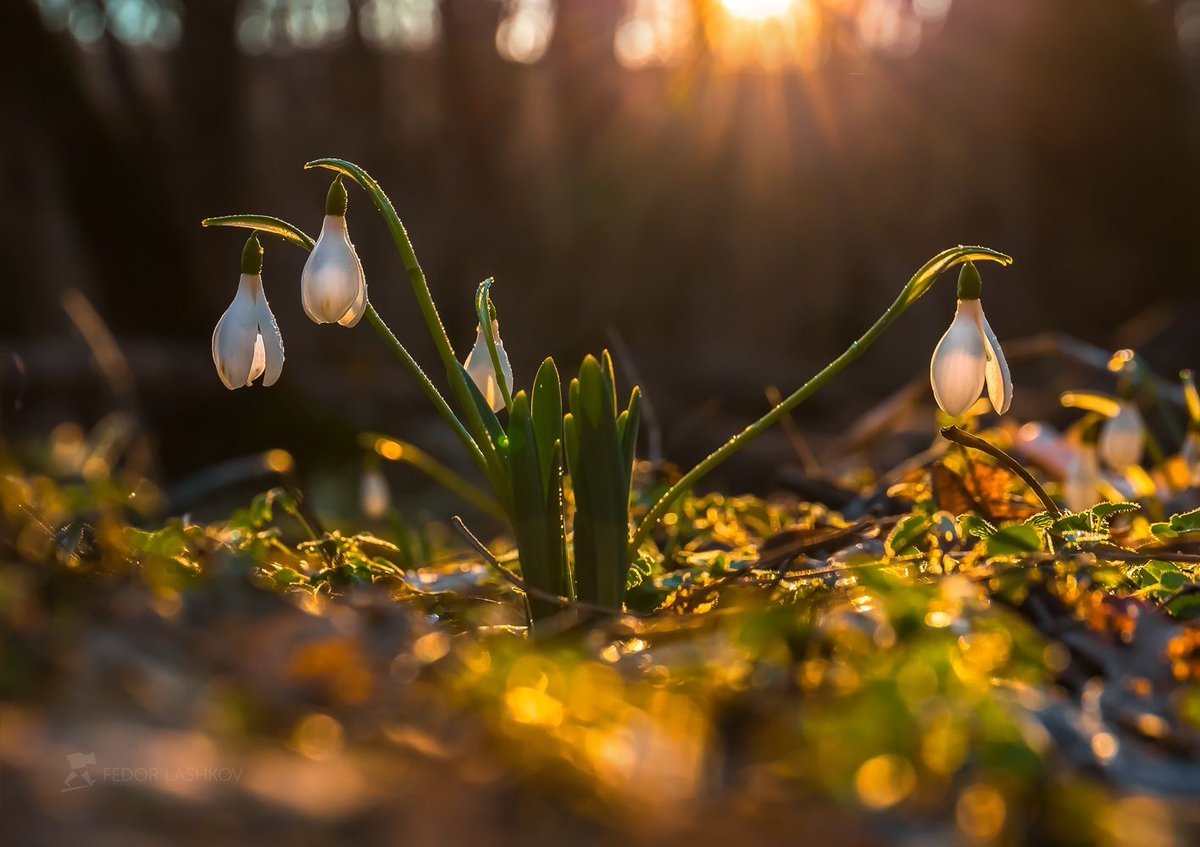 Фотограф: фёдор Лашков весенние цветы