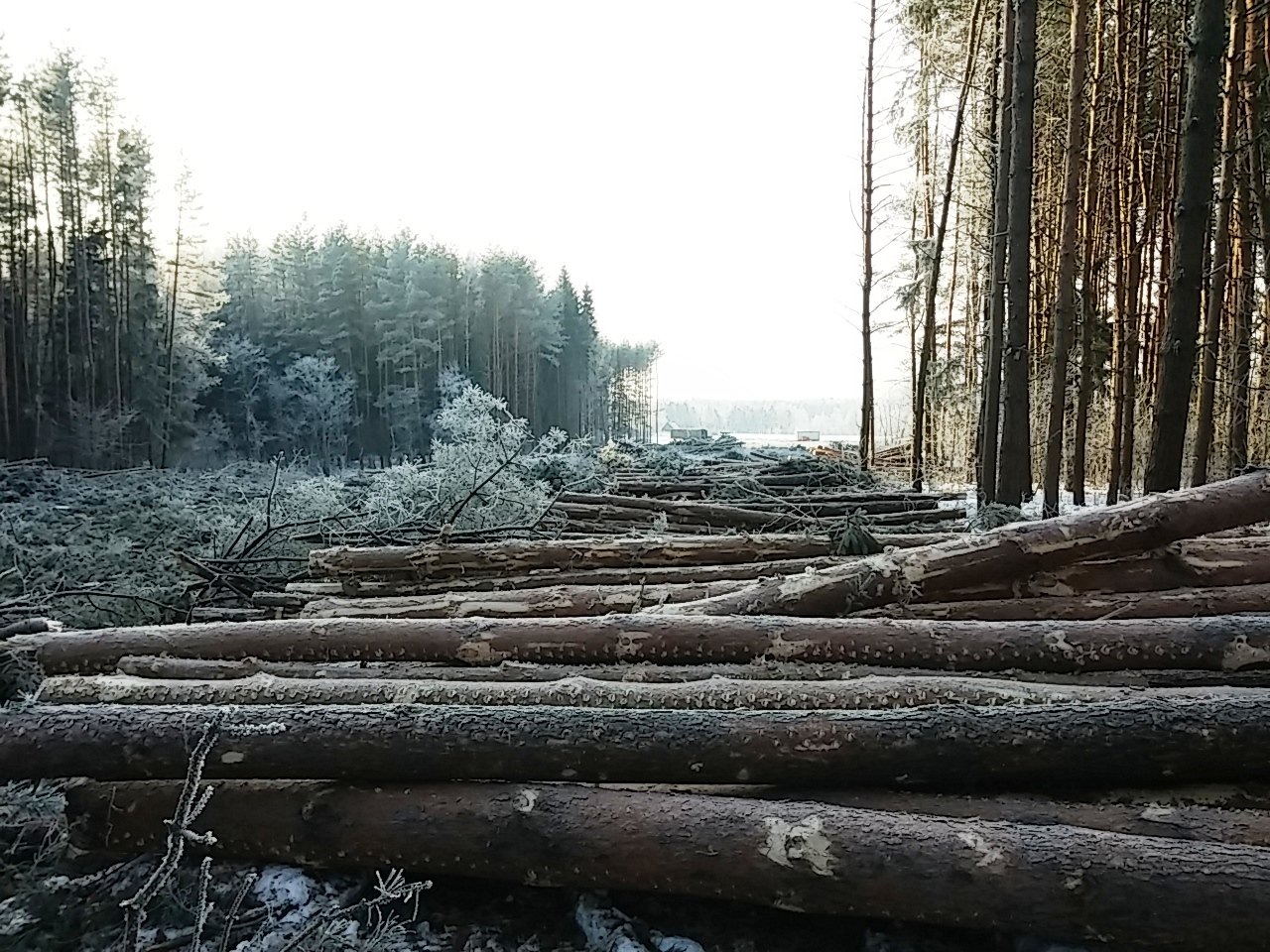 Вырубка хвойных. Вырубка лесов. Вырубка хвойных лесов. Срубленный лес. Вырубка лесов в России.