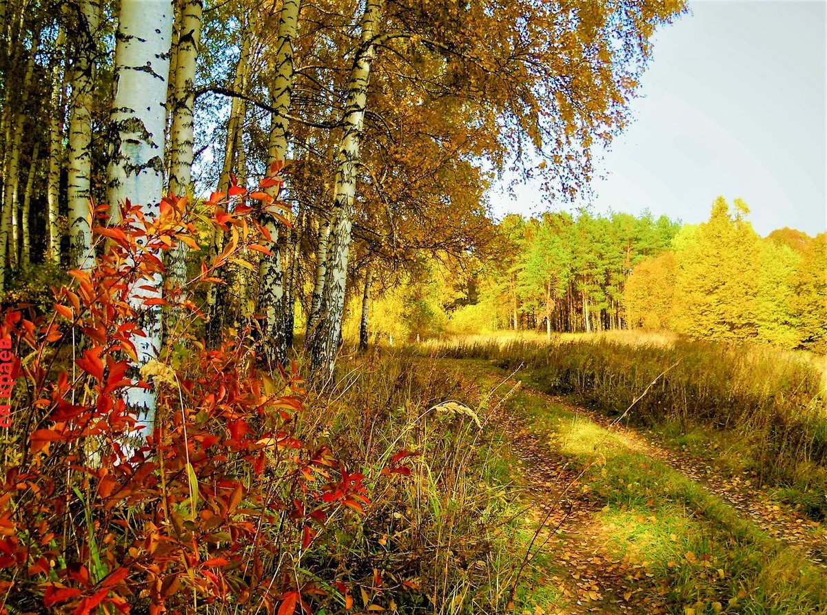 Чудесная пора. Осенний мотив. Осень чудесная пора. Осенние мотивы природы. Дивная осень.