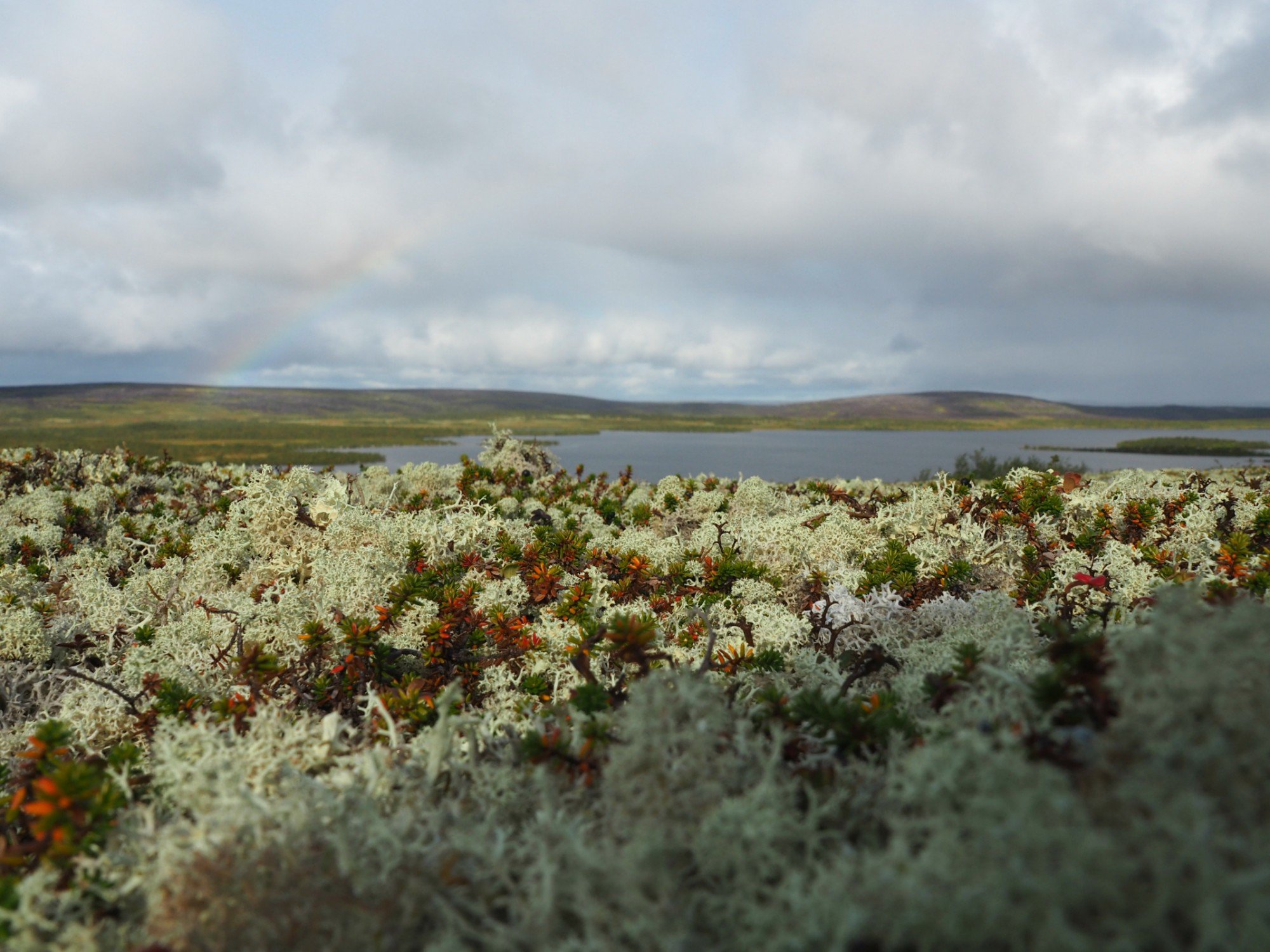 Запах тундры. Арктическая Мохово-лишайниковая тундра. Арктическая тундра на острове Врангеля. Тундра Мохово-лишайниковая растительность.