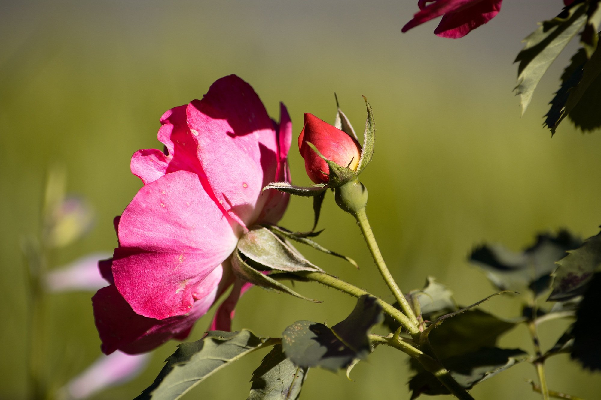 Красивые бутоны 1. Бутон де роз. Цветоножка розы.