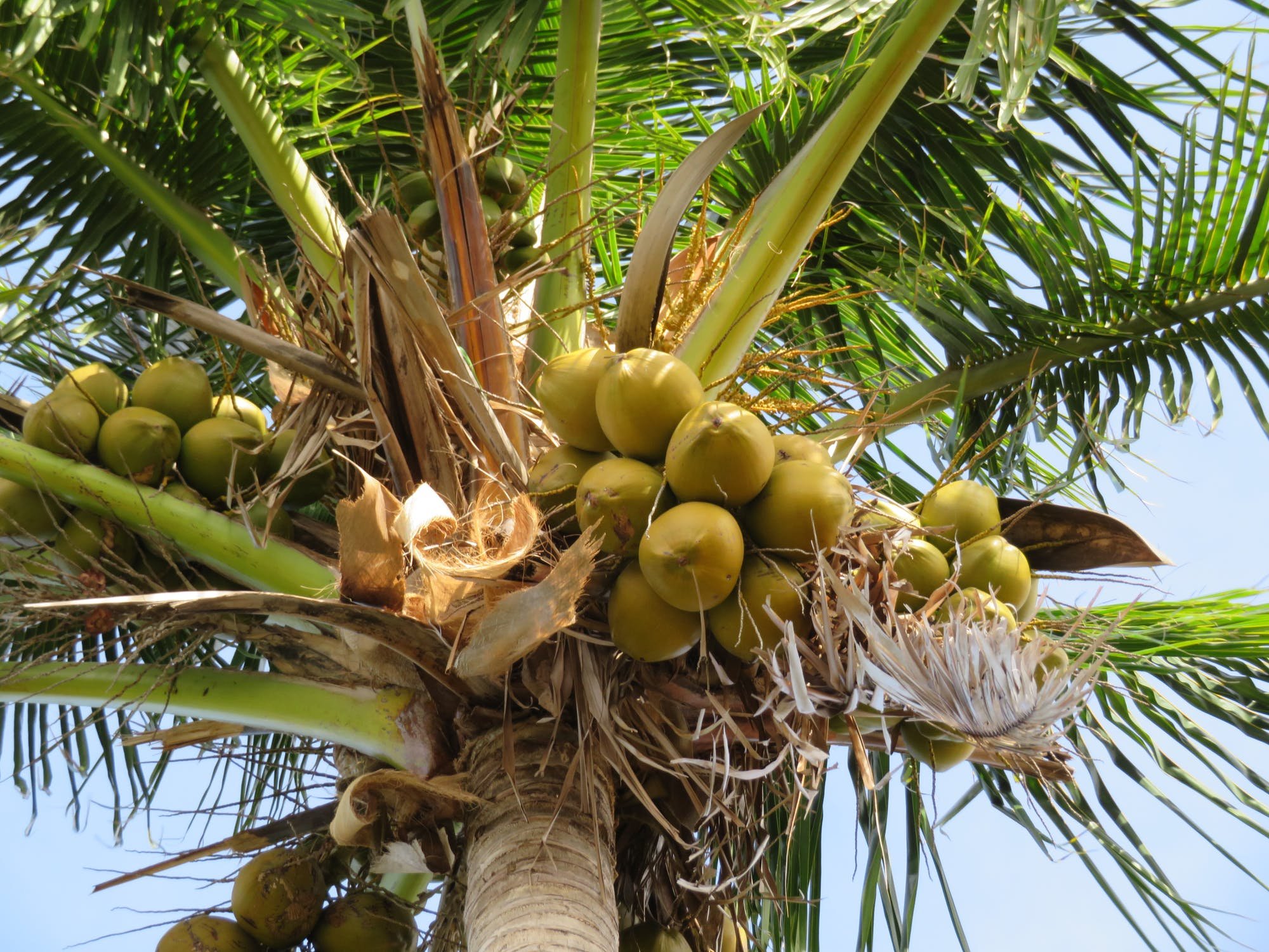 Почему моя кокосовая пальма желтеет?