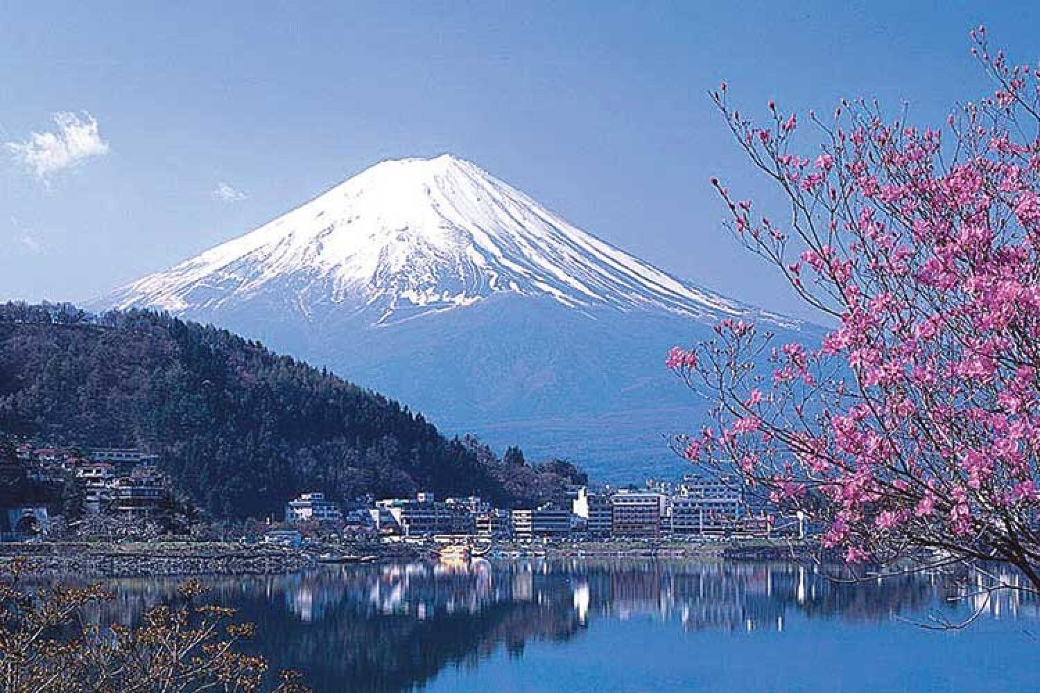 Сакура фудзияма. Гора Фудзияма в Японии. Гора Фудзи в Японии. Символ Японии - гора Фудзияма.. Кавагучико Япония.