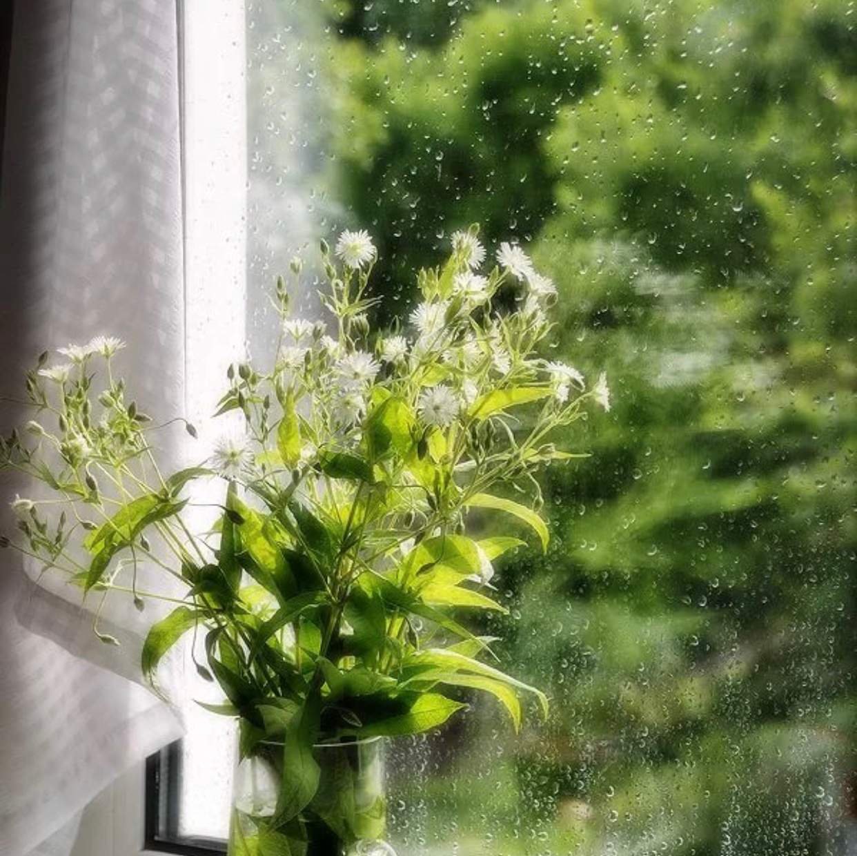 Дождливое весеннее утро. Цветы на окне. Комнатные растения на окне. Цветы на окне и дождь.