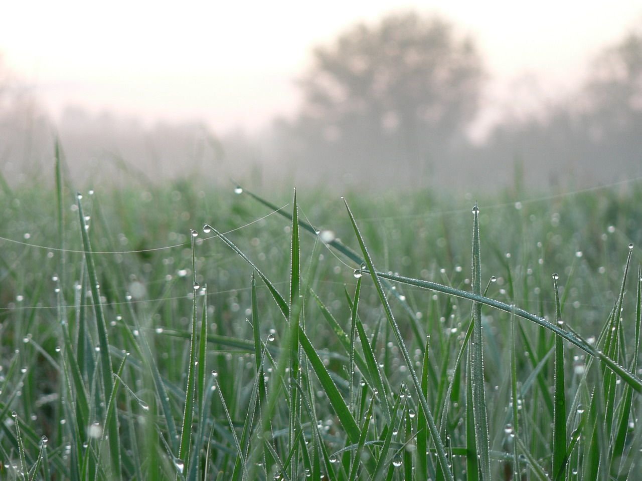 Утренняя роса на траве. Природа трава роса. Трава после дождя. Утренняя роса.