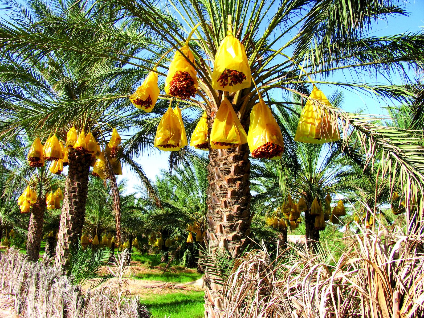 Страна где пальмы. Финиковая Пальма в оазисе. Финиковая Пальма в Африке. Финиковое дерево в Тунисе. Финики на пальмах Тунис.