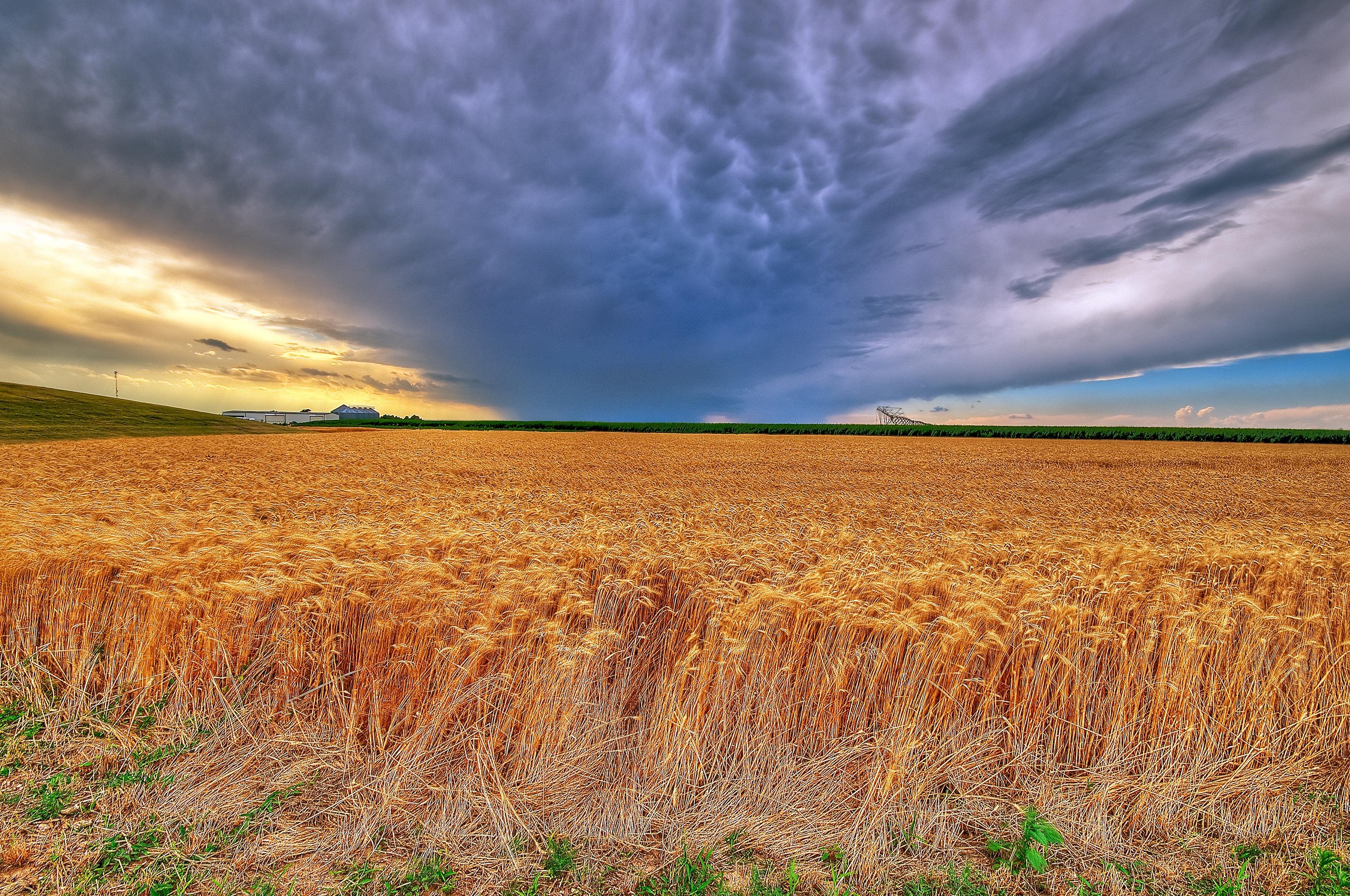 Риче поле. Штат Канзас поля. Пшеничный штат Канзас. Штат Канзас природа. «Пшеничное поле — Противостояние» (Нью-Йорк, США).