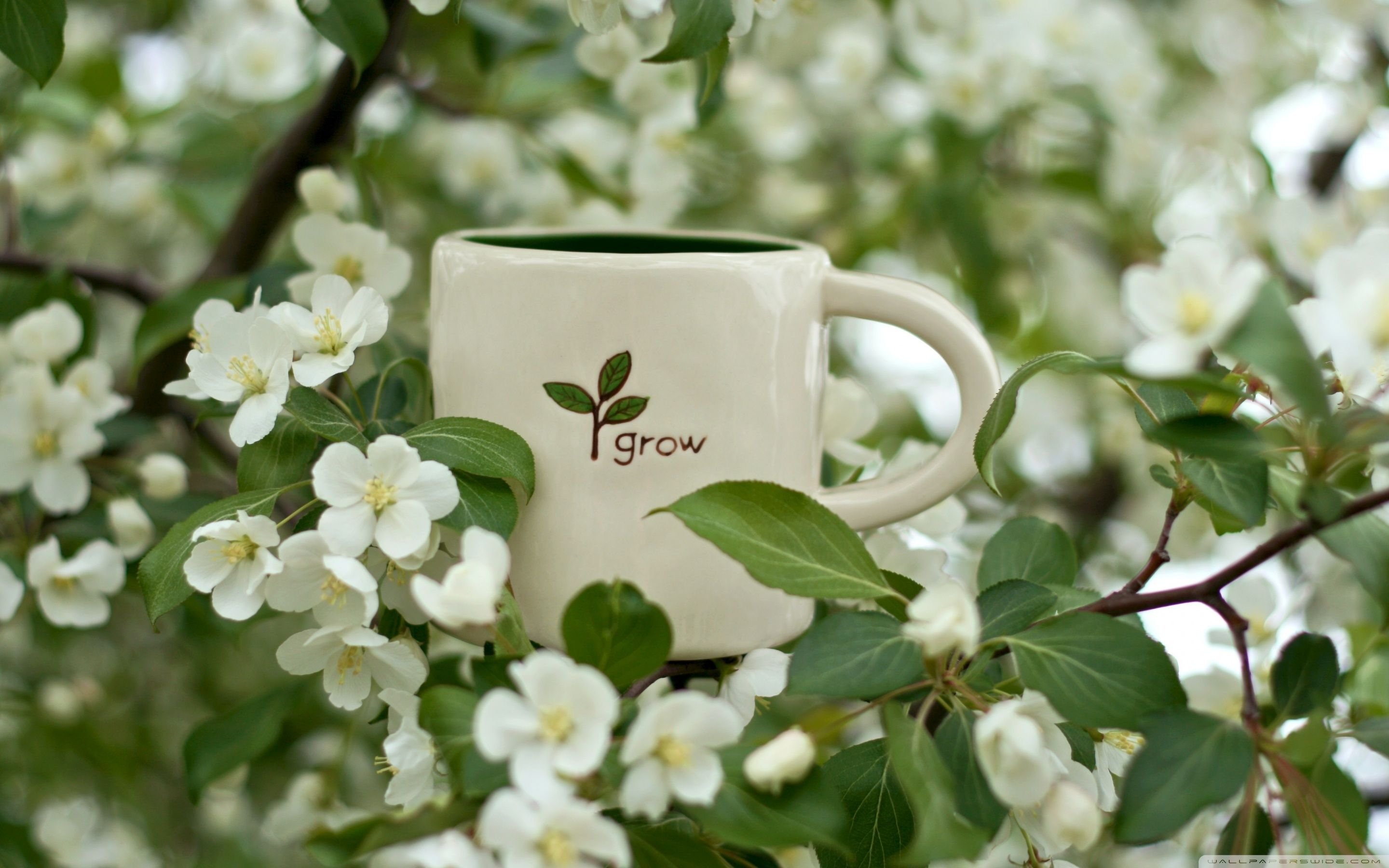 Кофе в весеннем саду