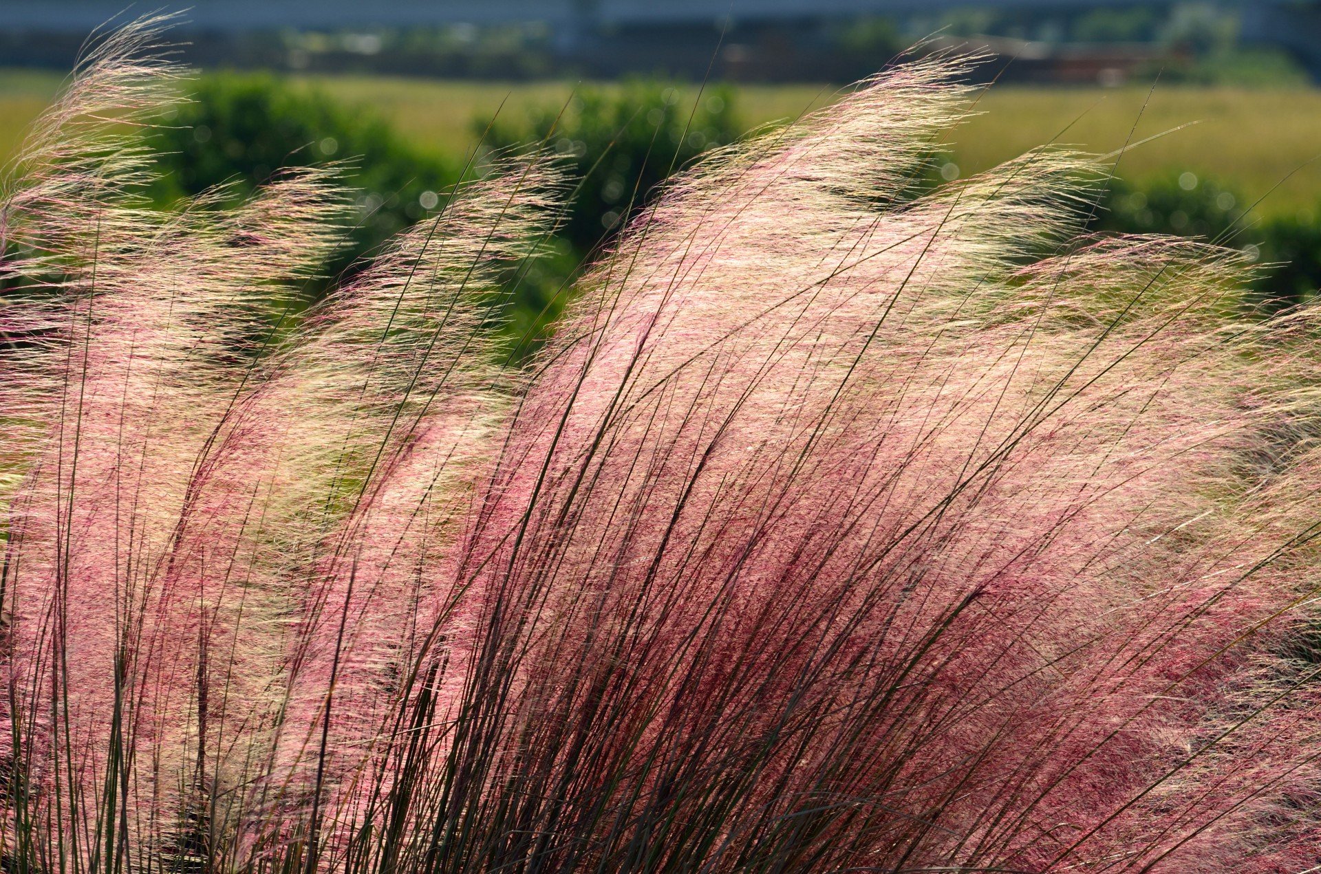 Розовая трава Мюленбергия