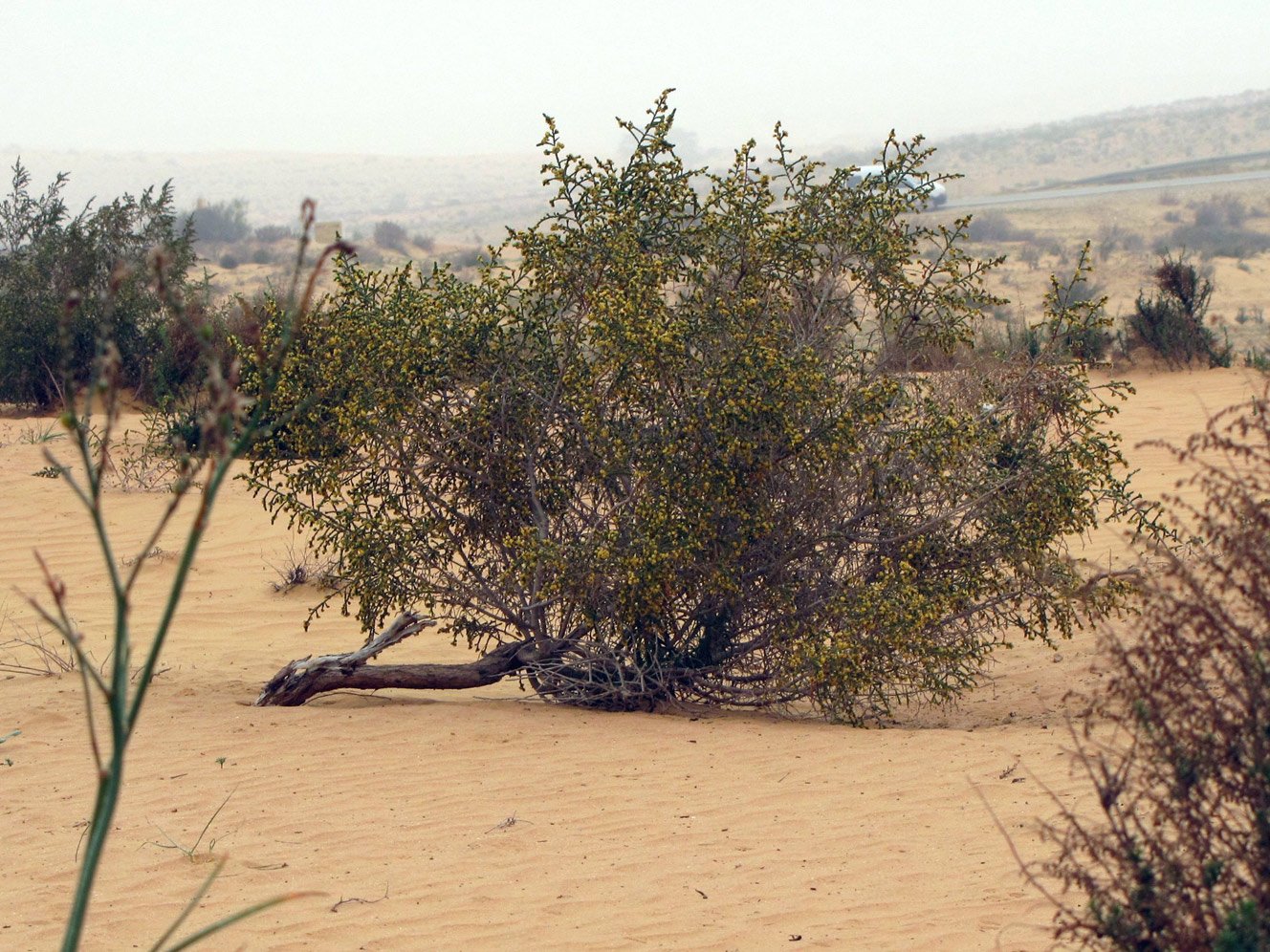 Джузгун растение пустыни