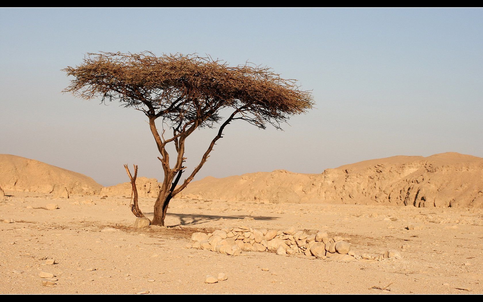 Фикус природная зона. Акация Тенере. Дерево Тенере в пустыне. Саксаул растение пустыни. Песчаная Акация растение пустыни.