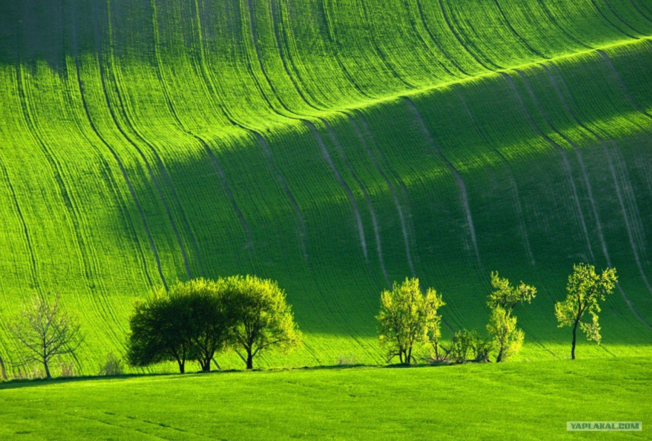 Летом было все зеленым. Зелёные поля Моравии Чехия. Зеленое ЦУНАМИ Моравия. Холмистые поля Моравии. Луга Моравии, Чехия.