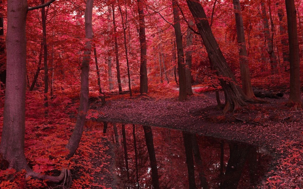 Рыжий лес