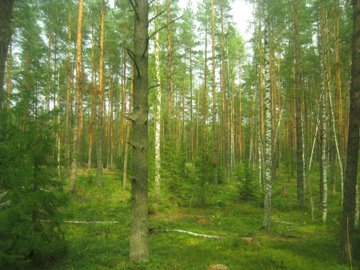 Природное сообщество лес