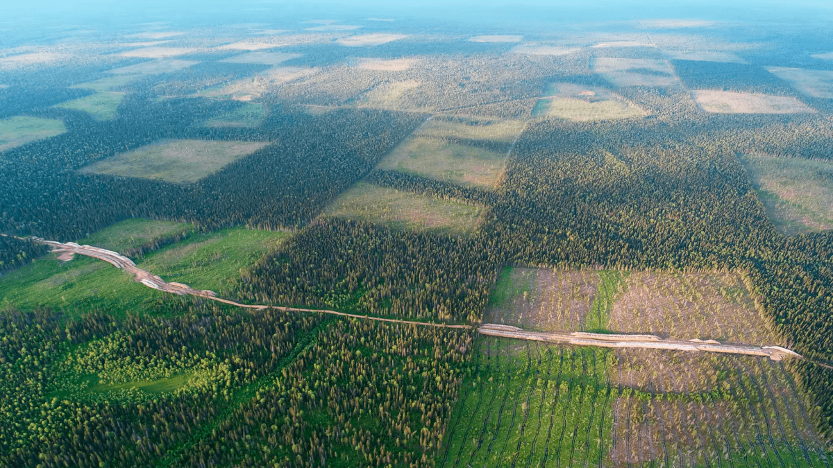 Вырубка леса в Сибири китайцами