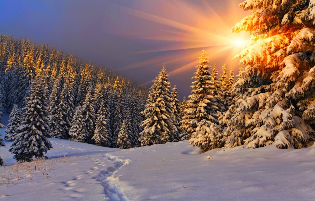 Зимний лес красота