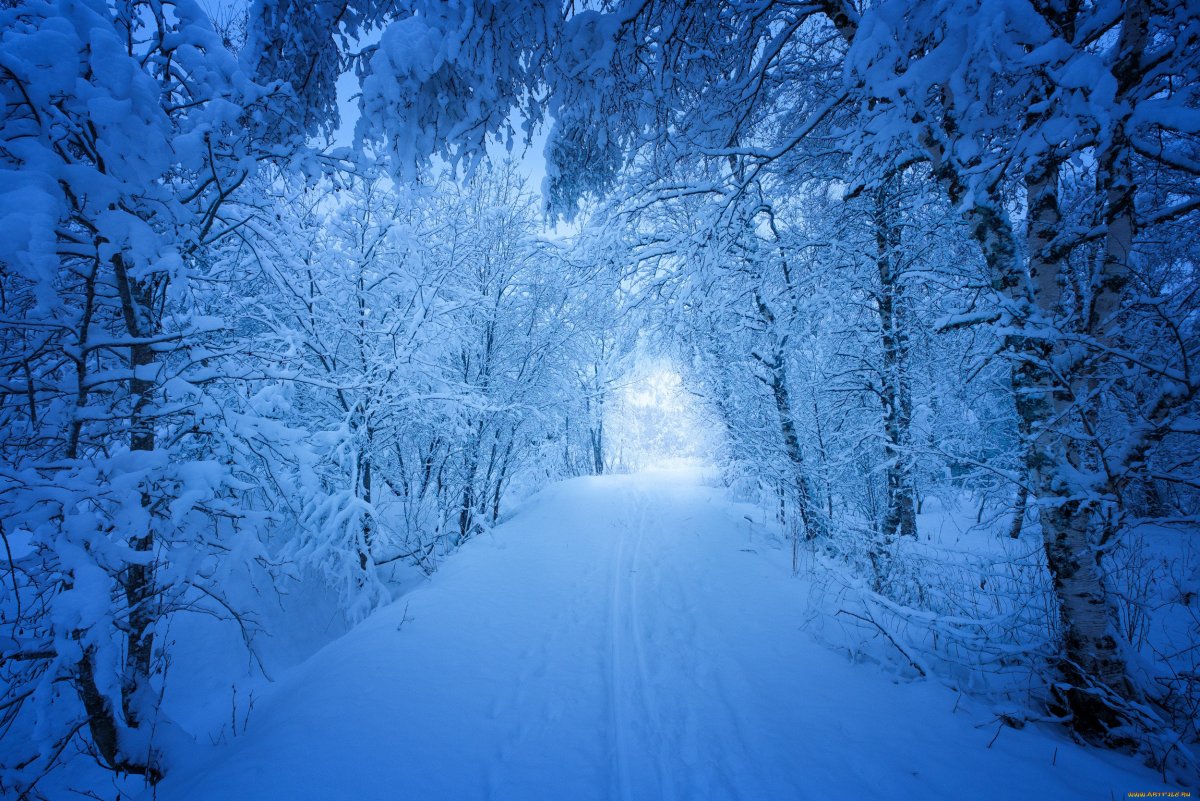 Зимний лес снегопад